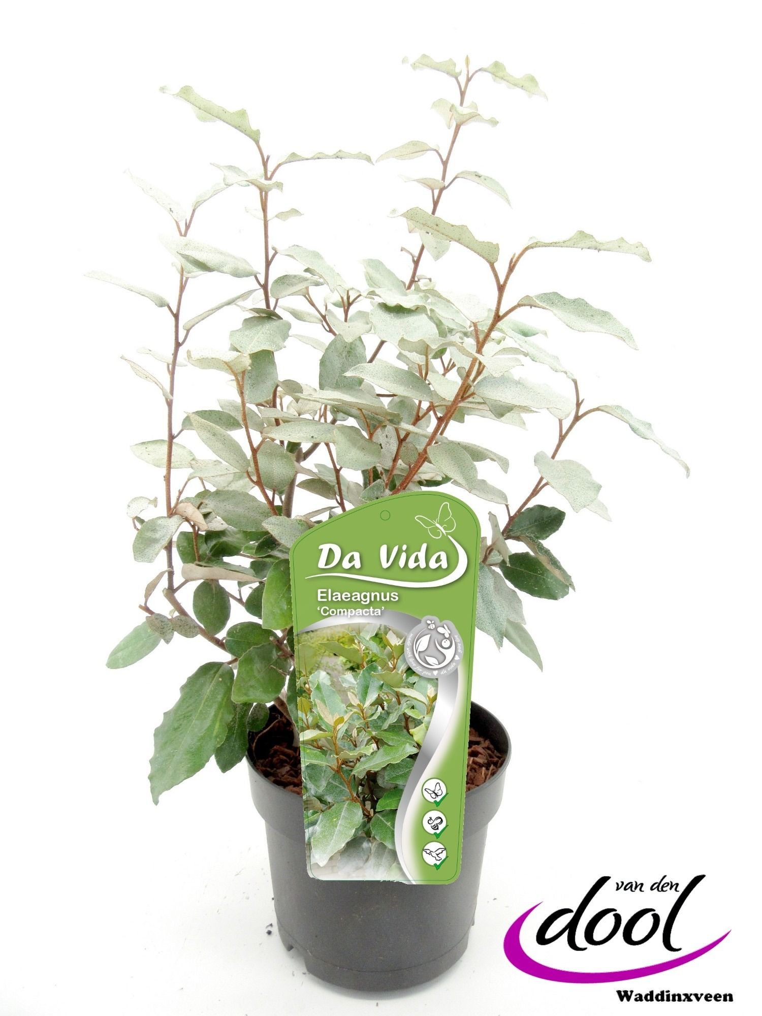 Elaeagnus ebb. Compact, D 19