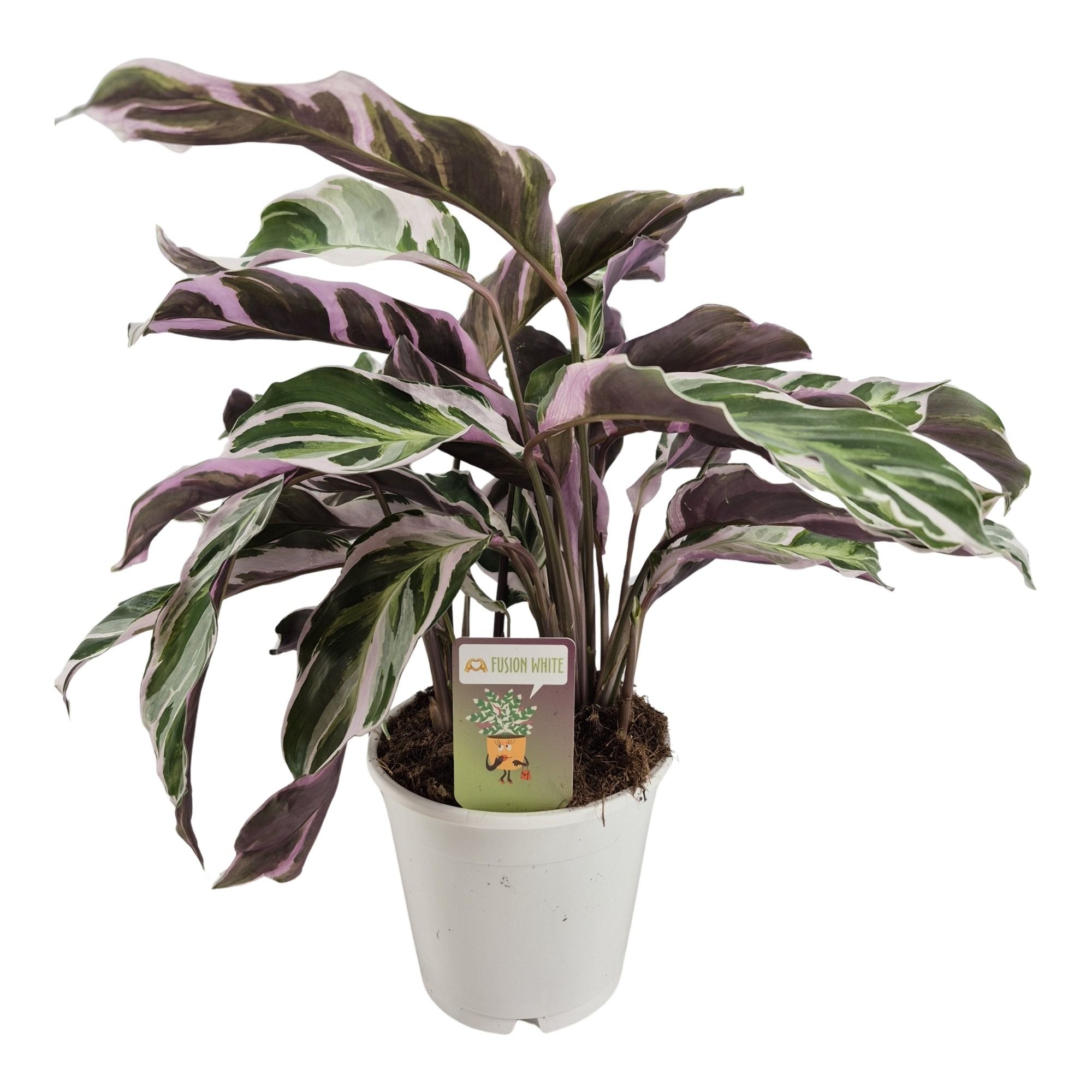 Calathea Fusion White, D 14