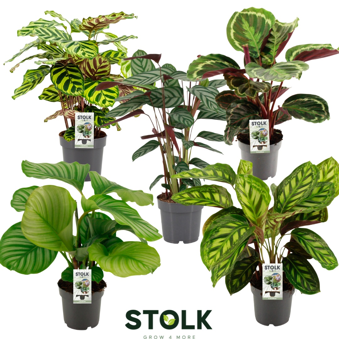 Calathea 17cm gemengd, D 17