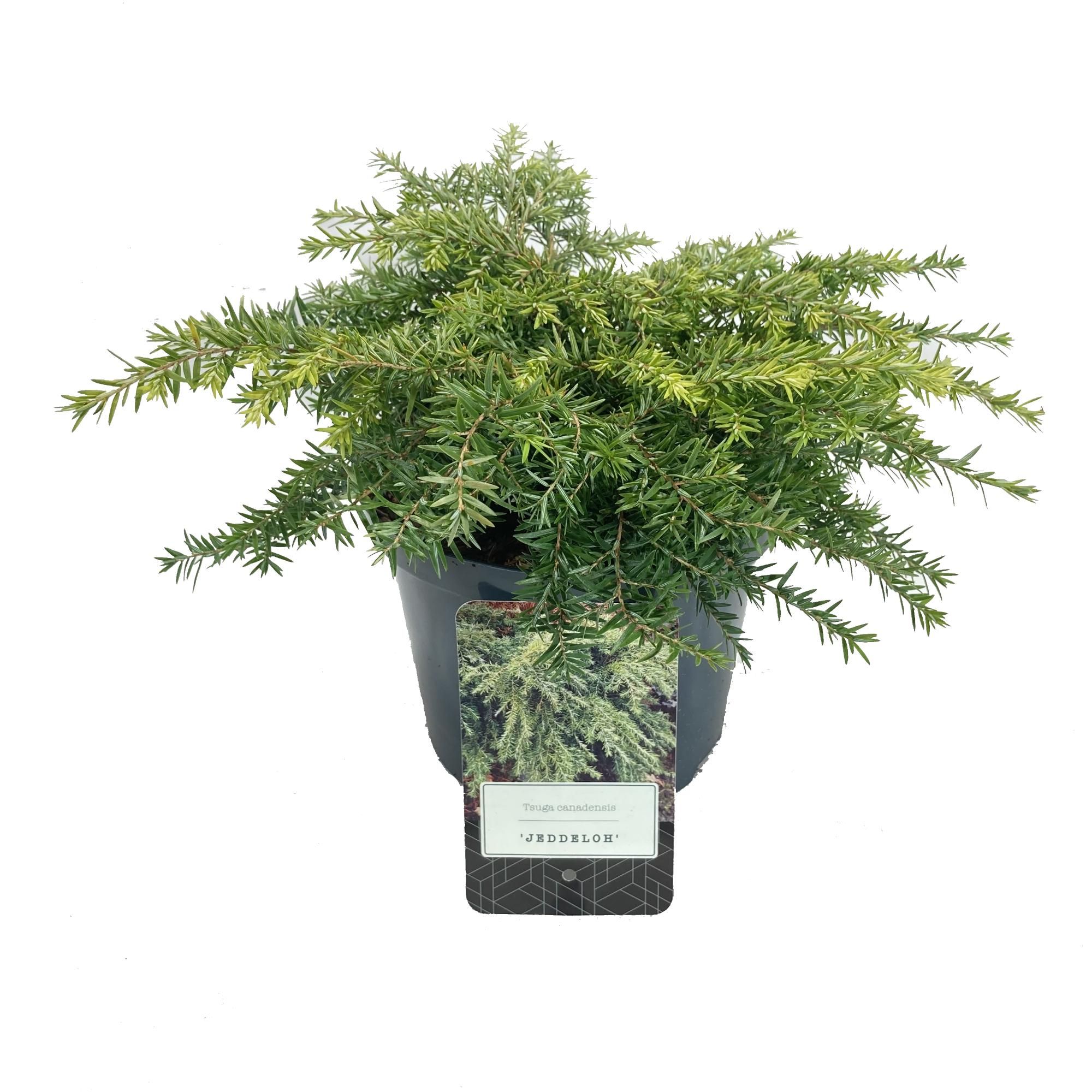 Tsuga canadensis 'Jeddeloh', D 18