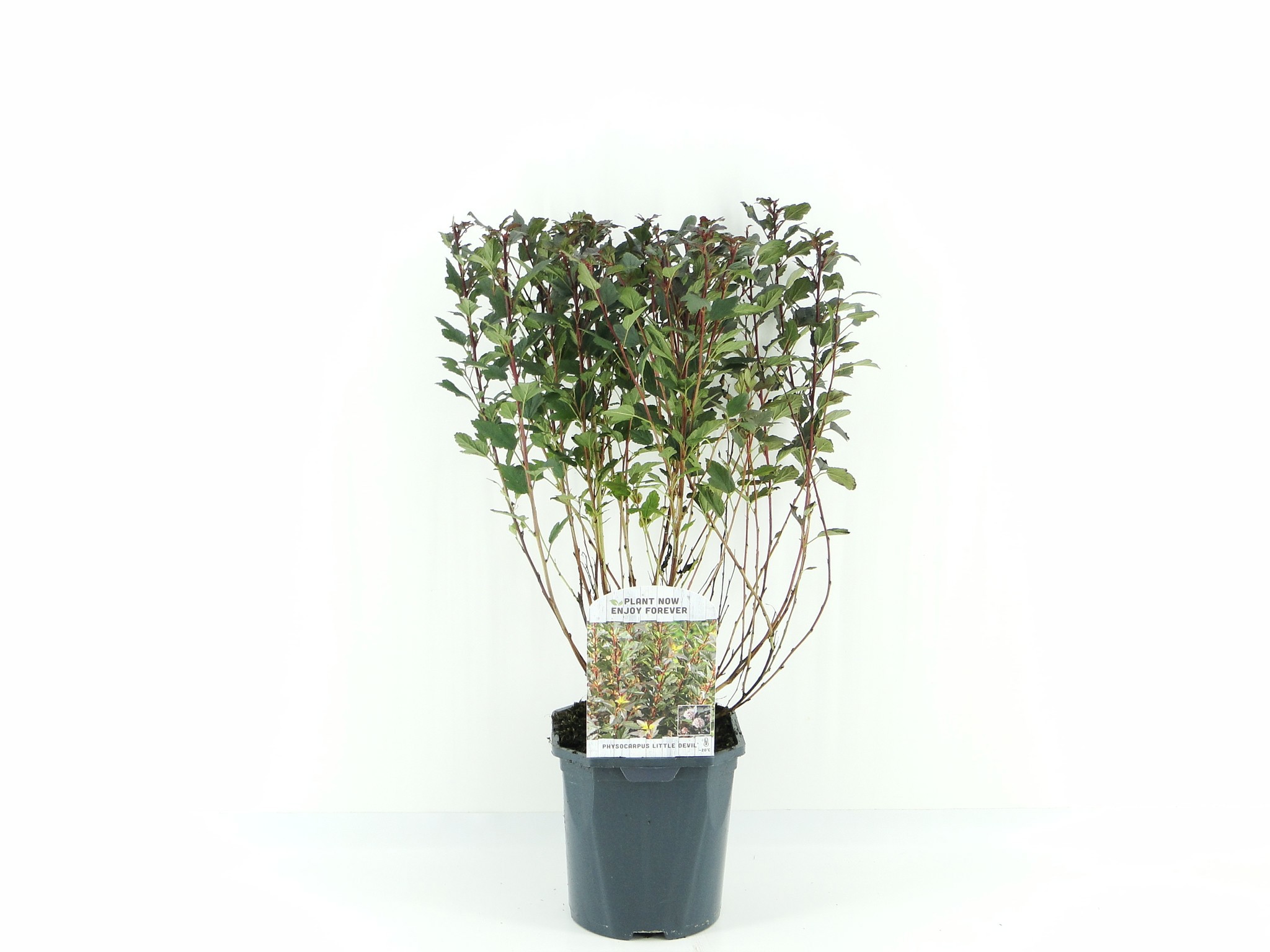 Physocarpus opl. 'Little Devil', D 17