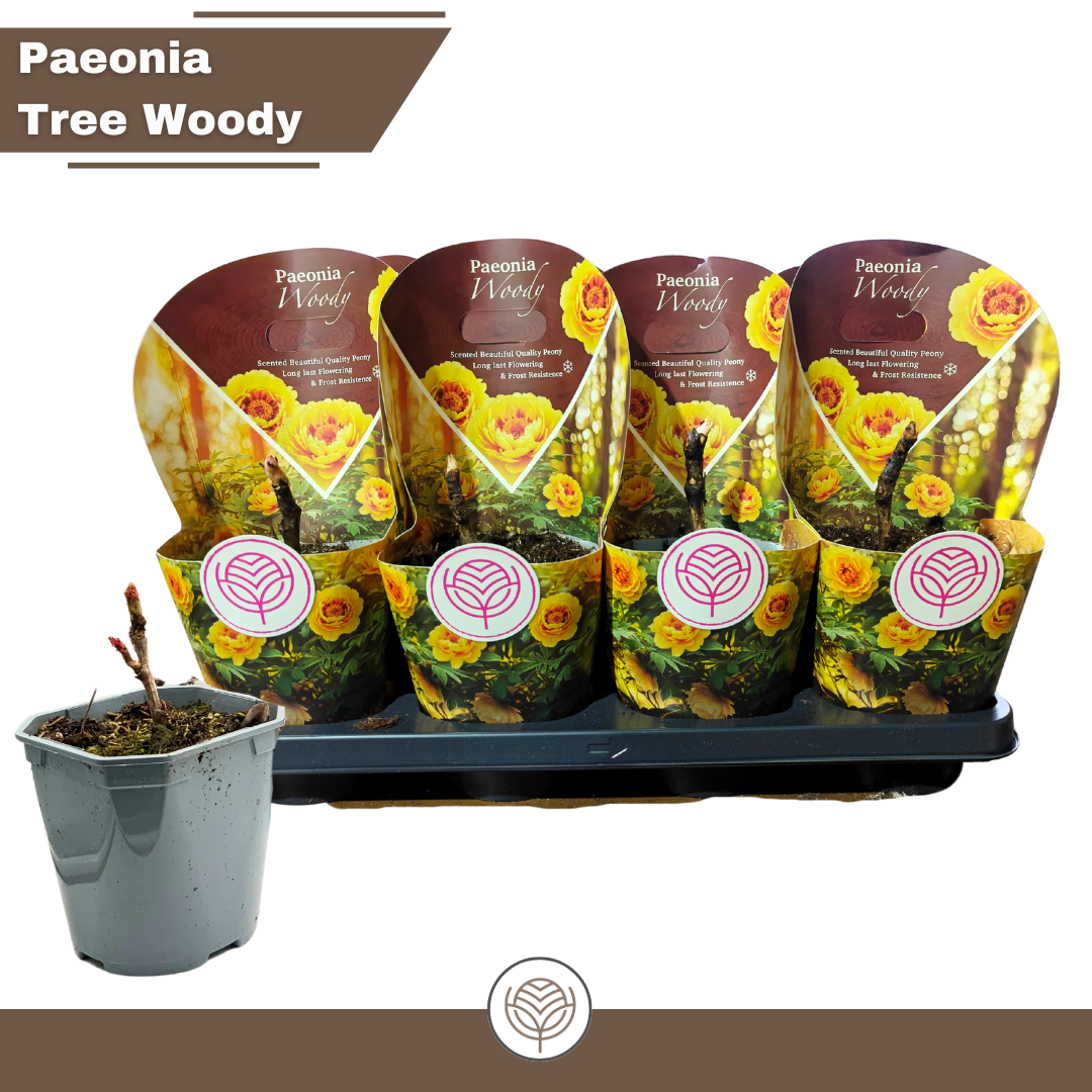 Paeonia Woody suffruticosa yellow, D 14