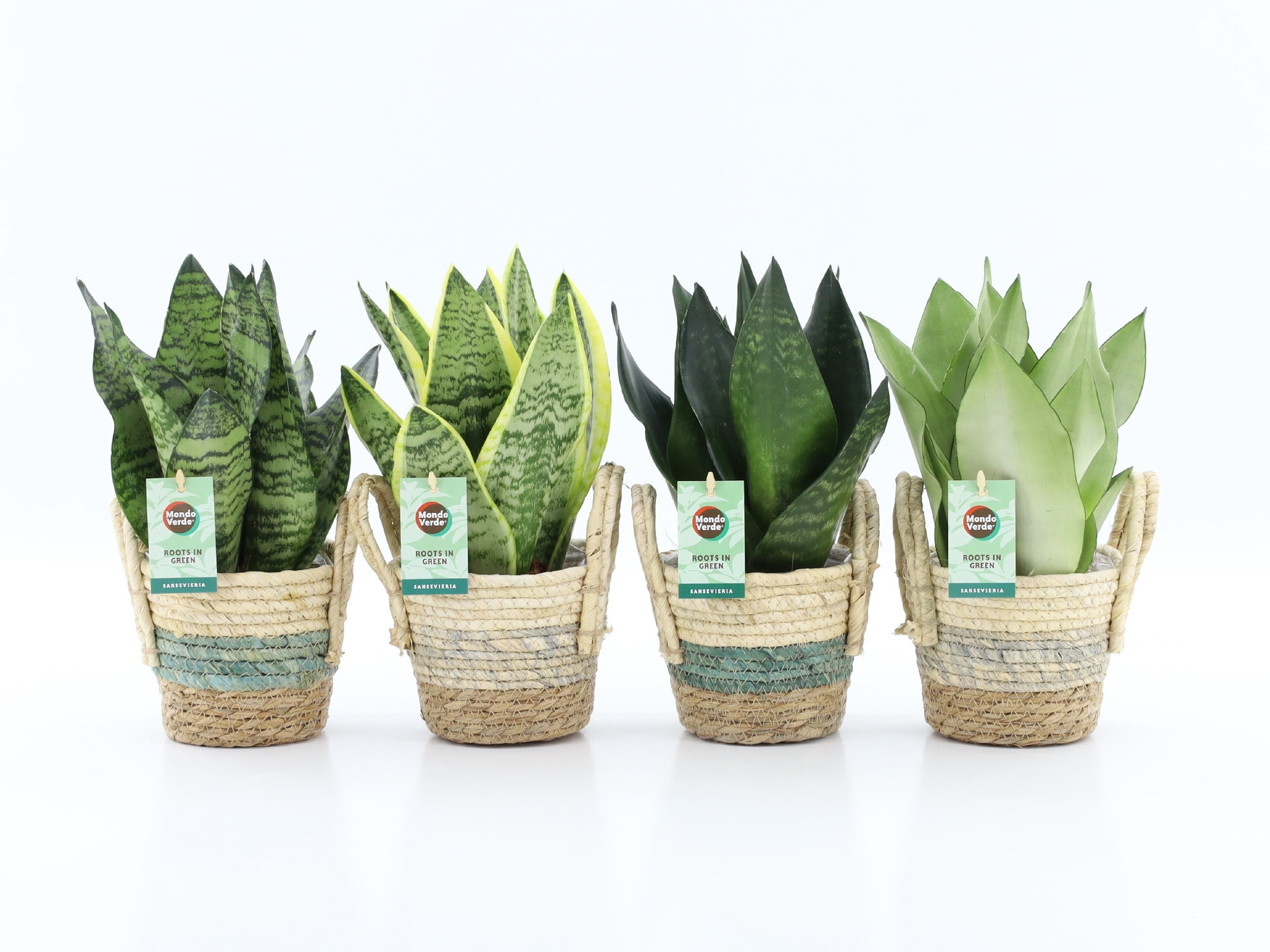 Sansevieria Mix in Noah Stripe, D 14