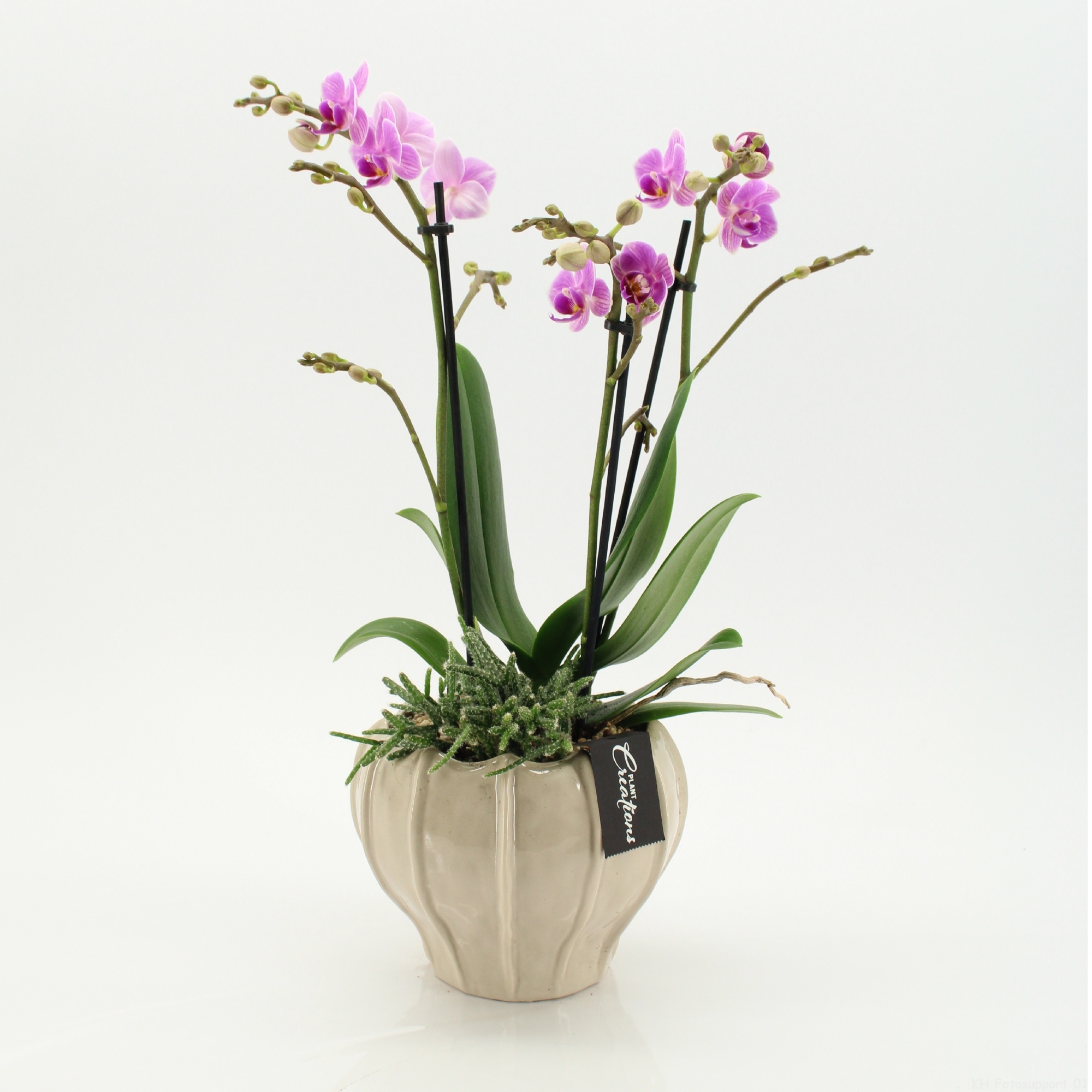 PHAL-2609RZ Phalaenopsis creatie, D 16