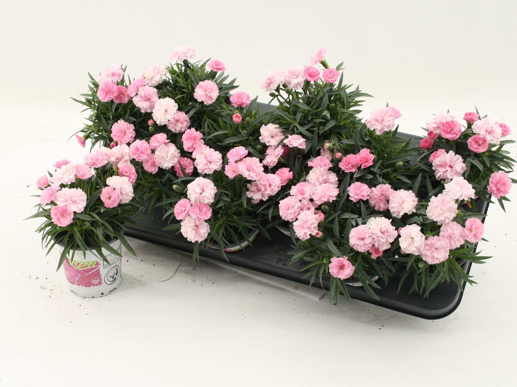 Dianthus I Love You, D 10,5