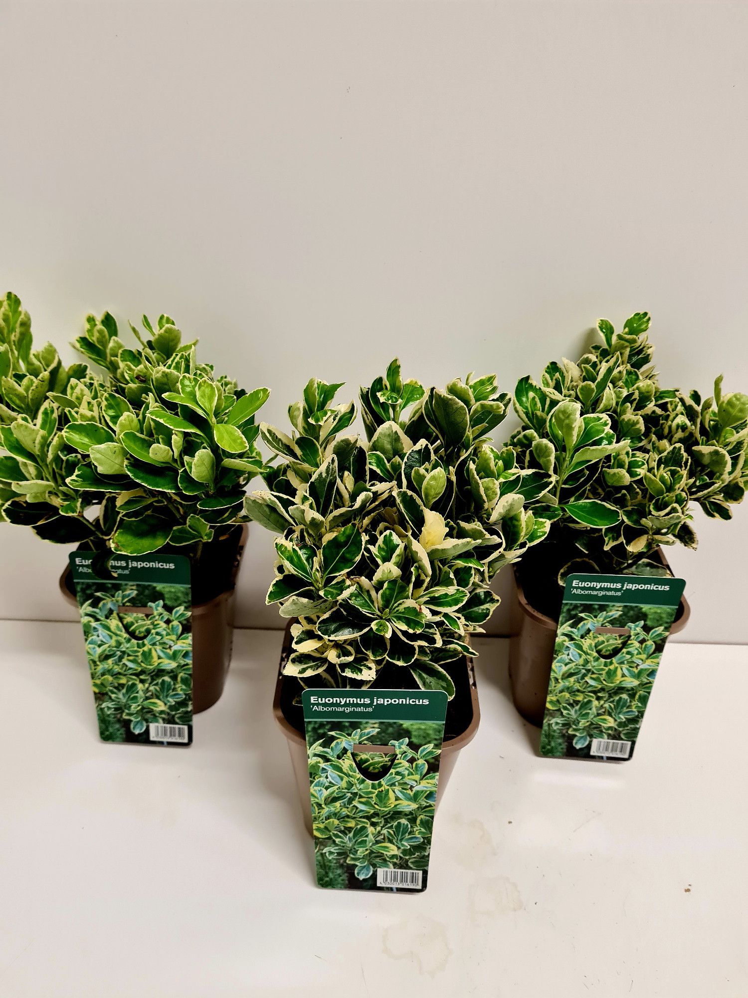 Euonymus jap. Albomarginatus P1,4, D 14