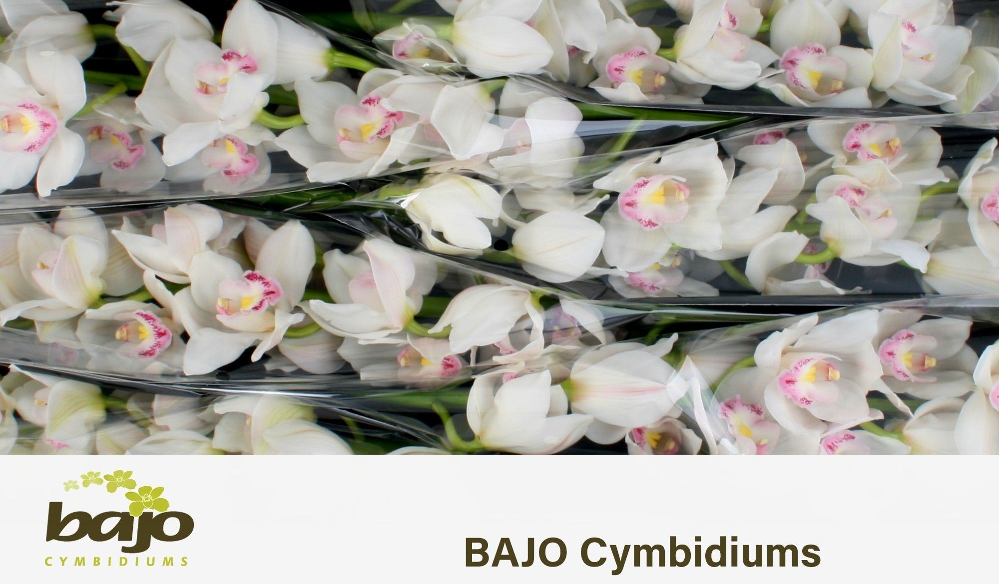 Цимбидиум Килиманджаро 80 (бел.) x6, шт.