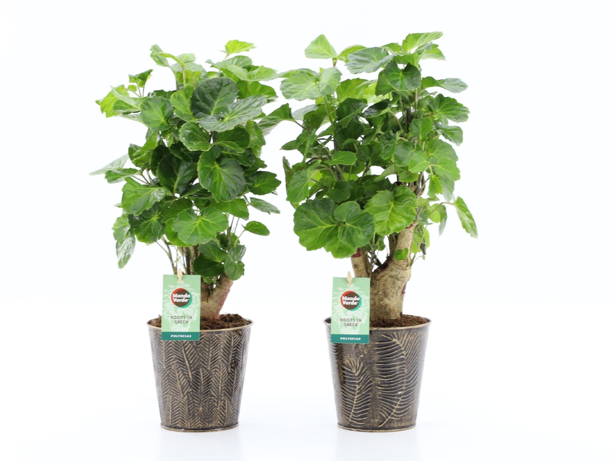 Polyscias Green Lemon in Iron Leaf, D 13