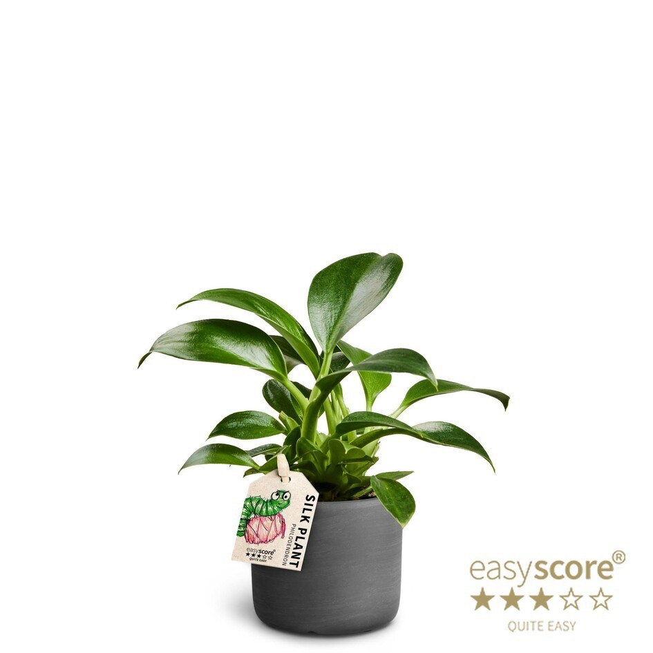 PHILODENDRON ERUBESCENS 'GREEN PRINCESS', D 7