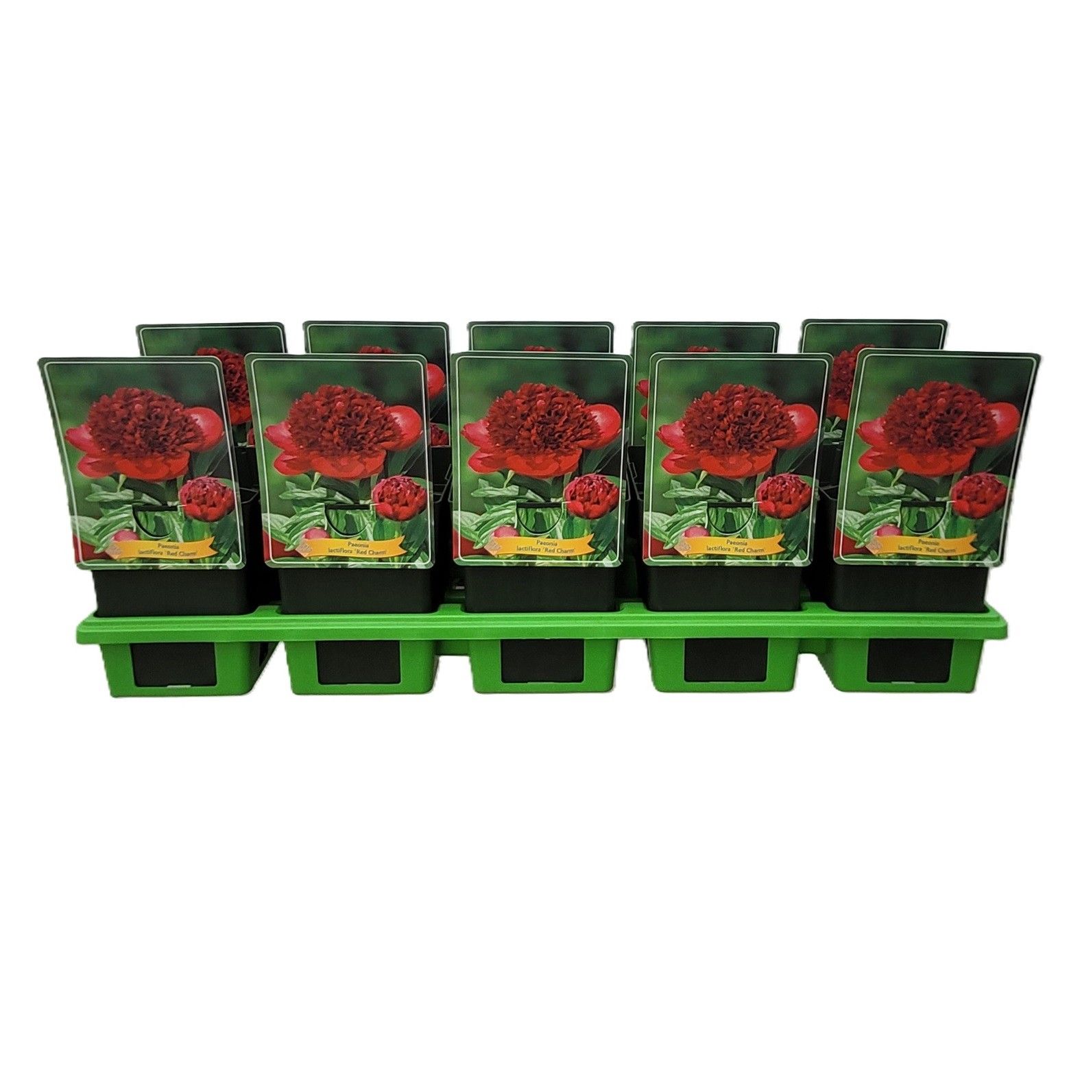 Paeonia lactiflora 'Red Charm' P11, D 11