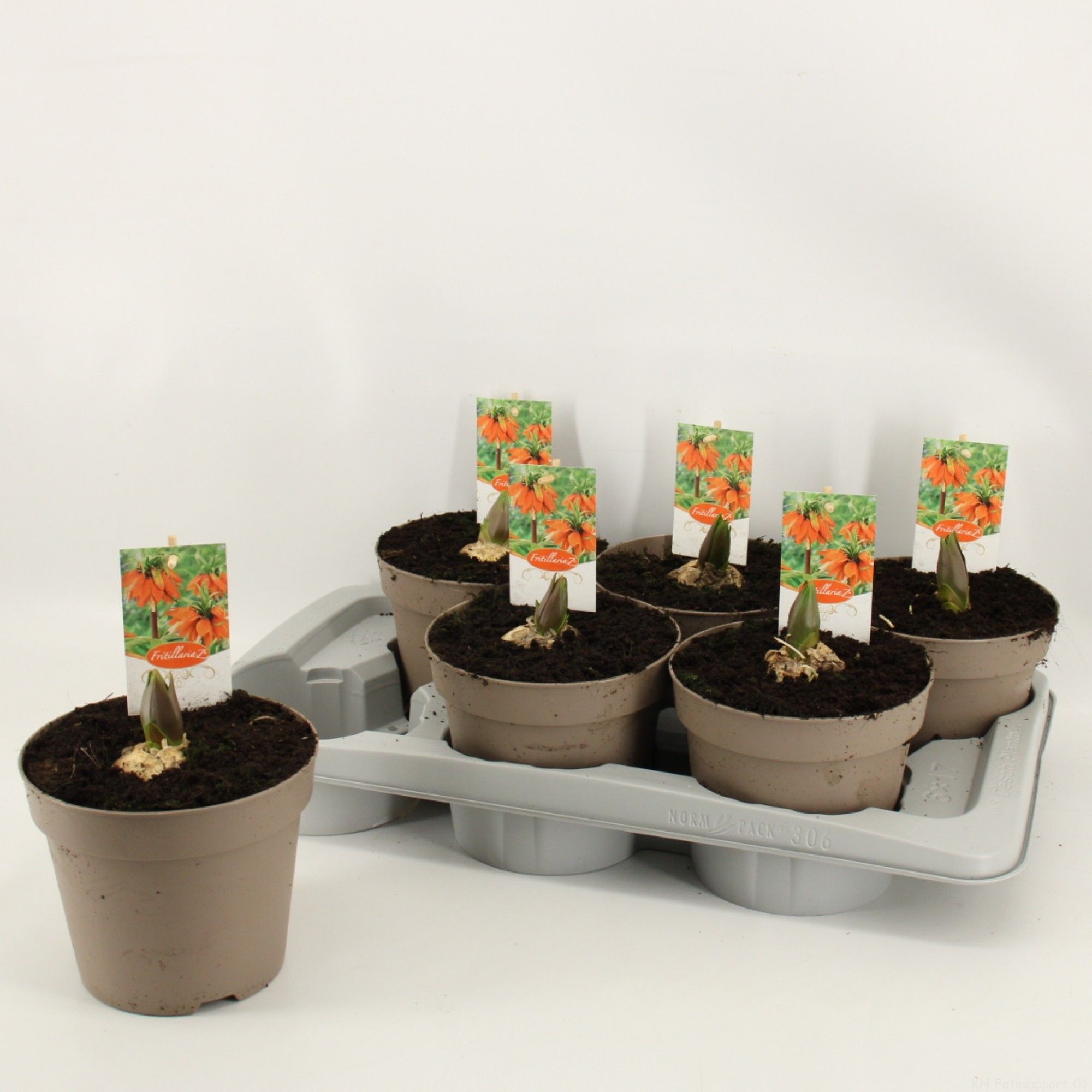 Fritillaria Imperialis Orange, D 17