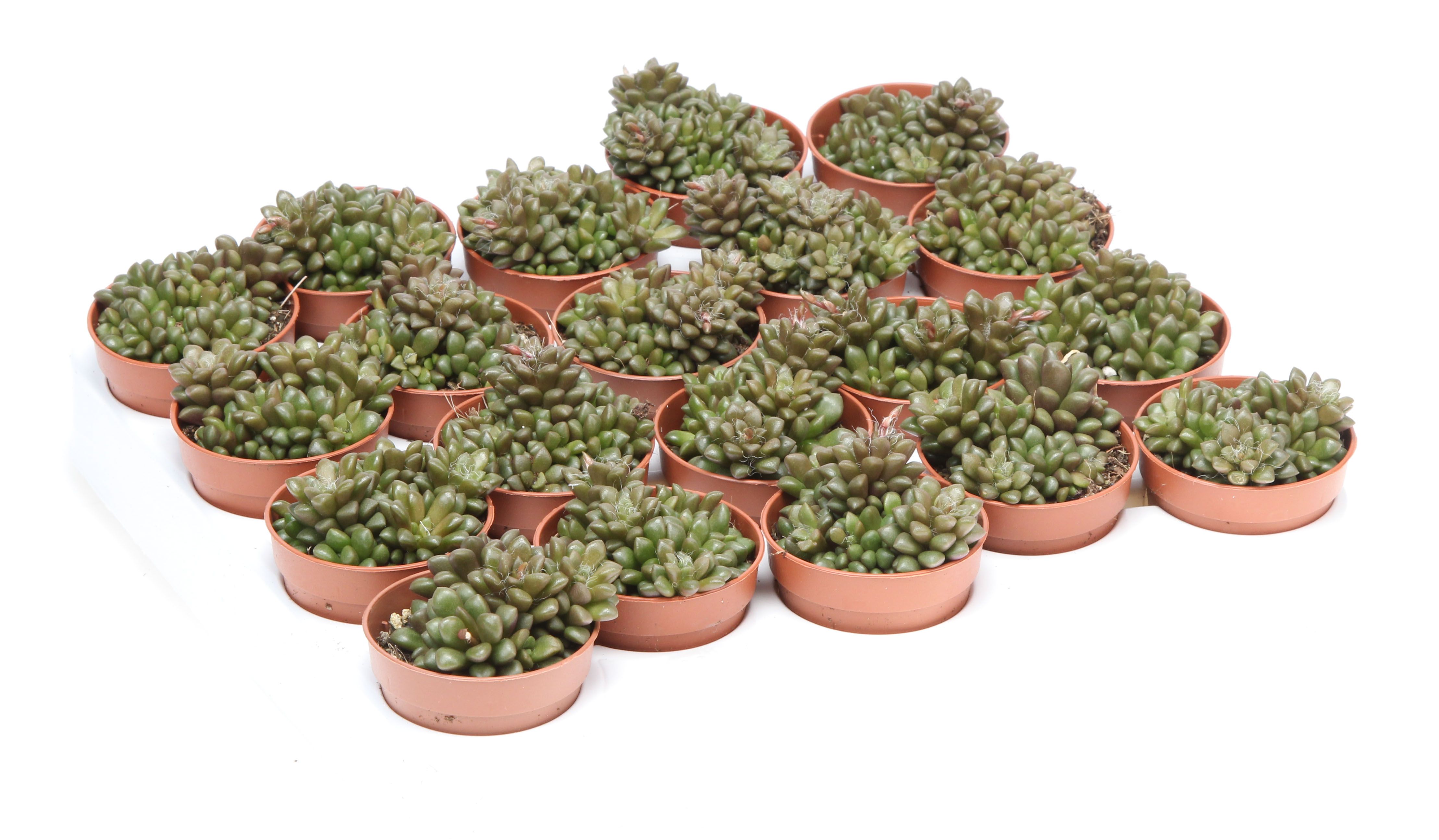 Anacampseros filamentosa, D 5,5