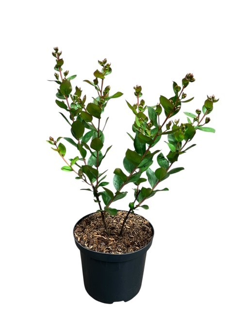 Lagerstroemia indica With Love Eternal ®, D 23