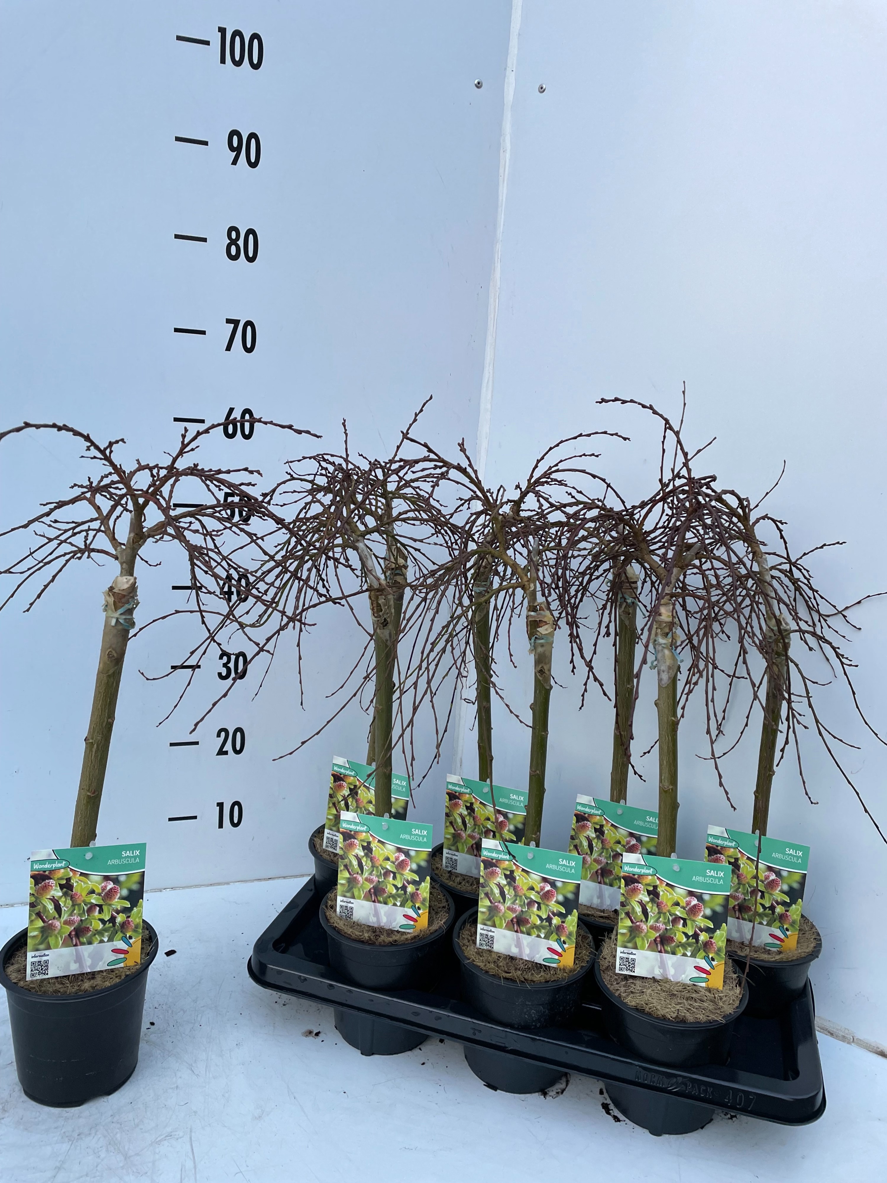 Salix Arbuscula, D 14