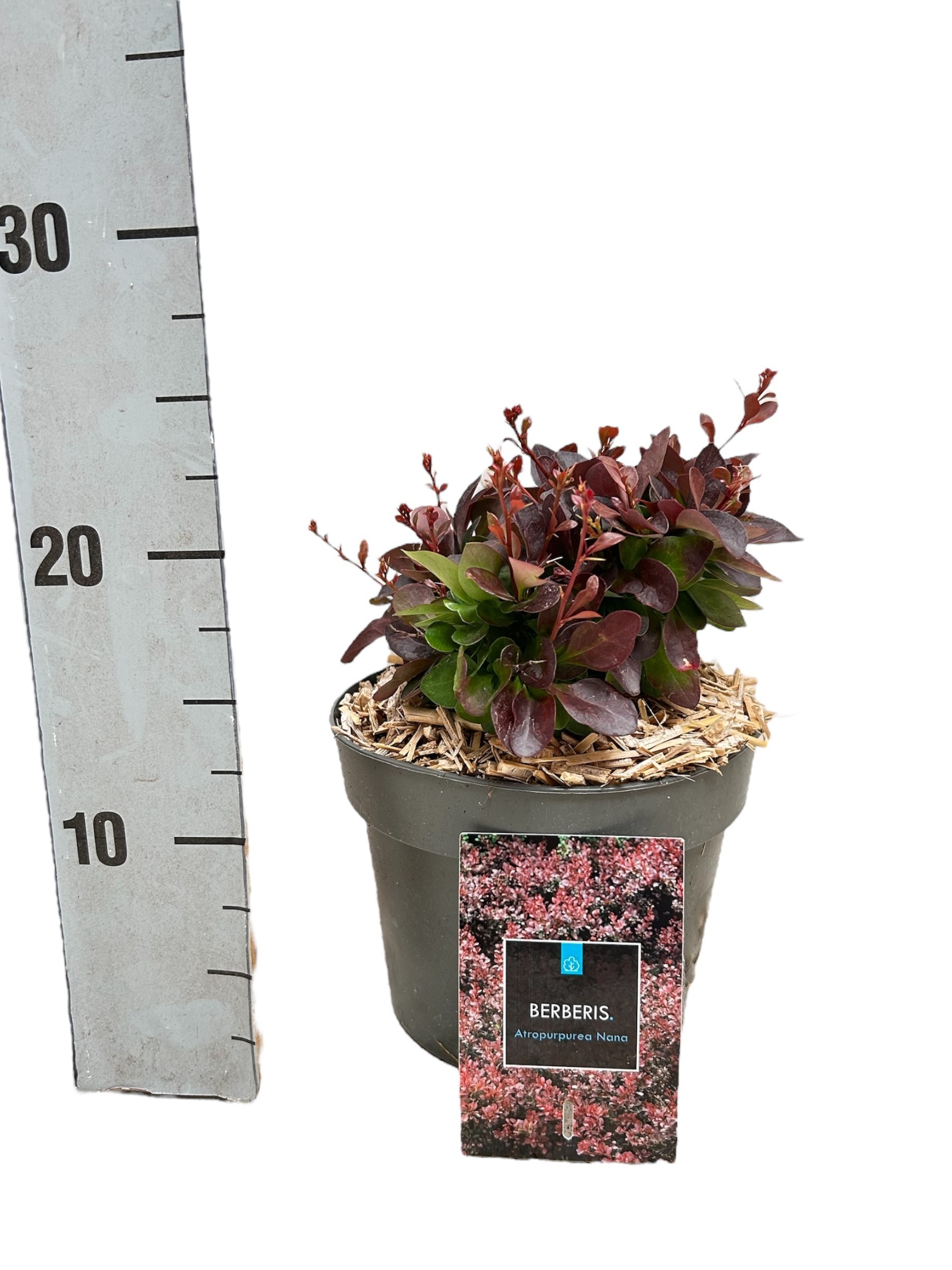 Berberis thunbergii 'Atropurpurea Nana', D 17