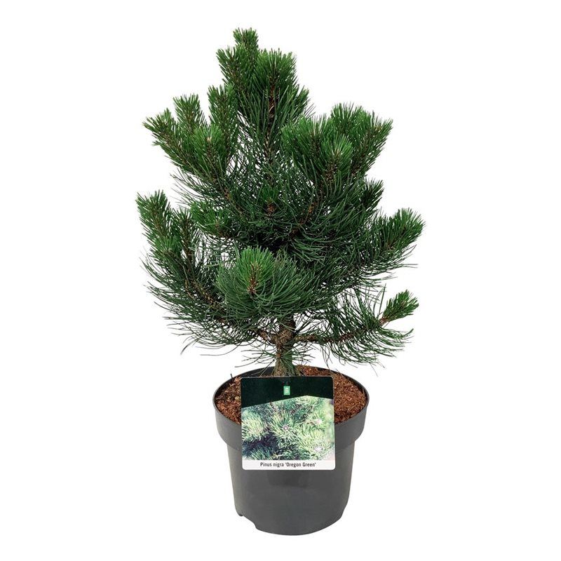 Pinus nigra 'Oregon Green', D 21