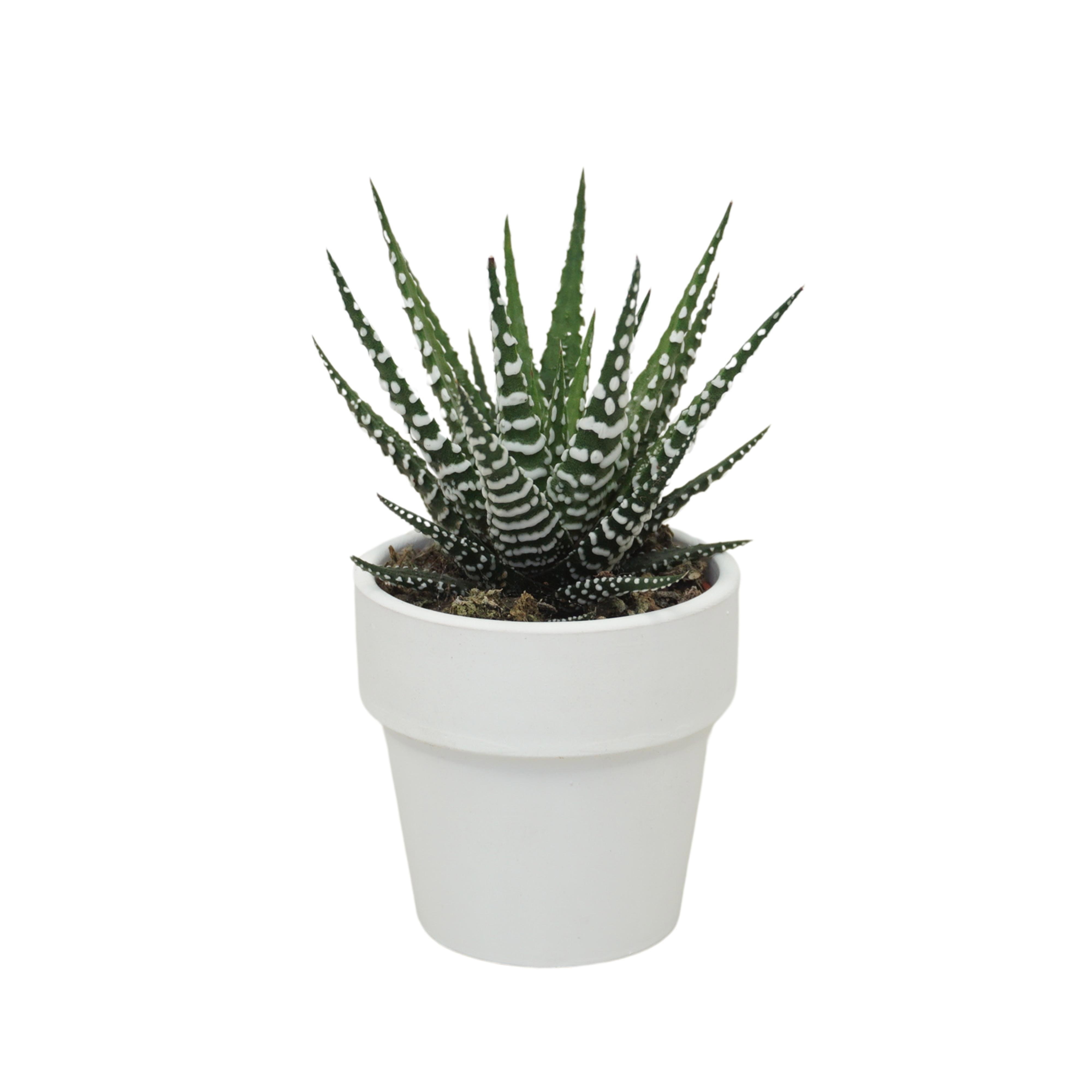 Haworthia big band 5,5 cm in 'Wit Kraagpotje', D 5,5