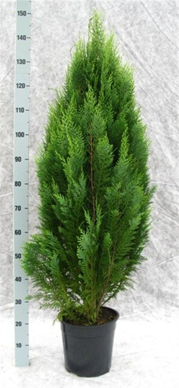 Chamaecyparis lawsoniana 'White Spot', D 27