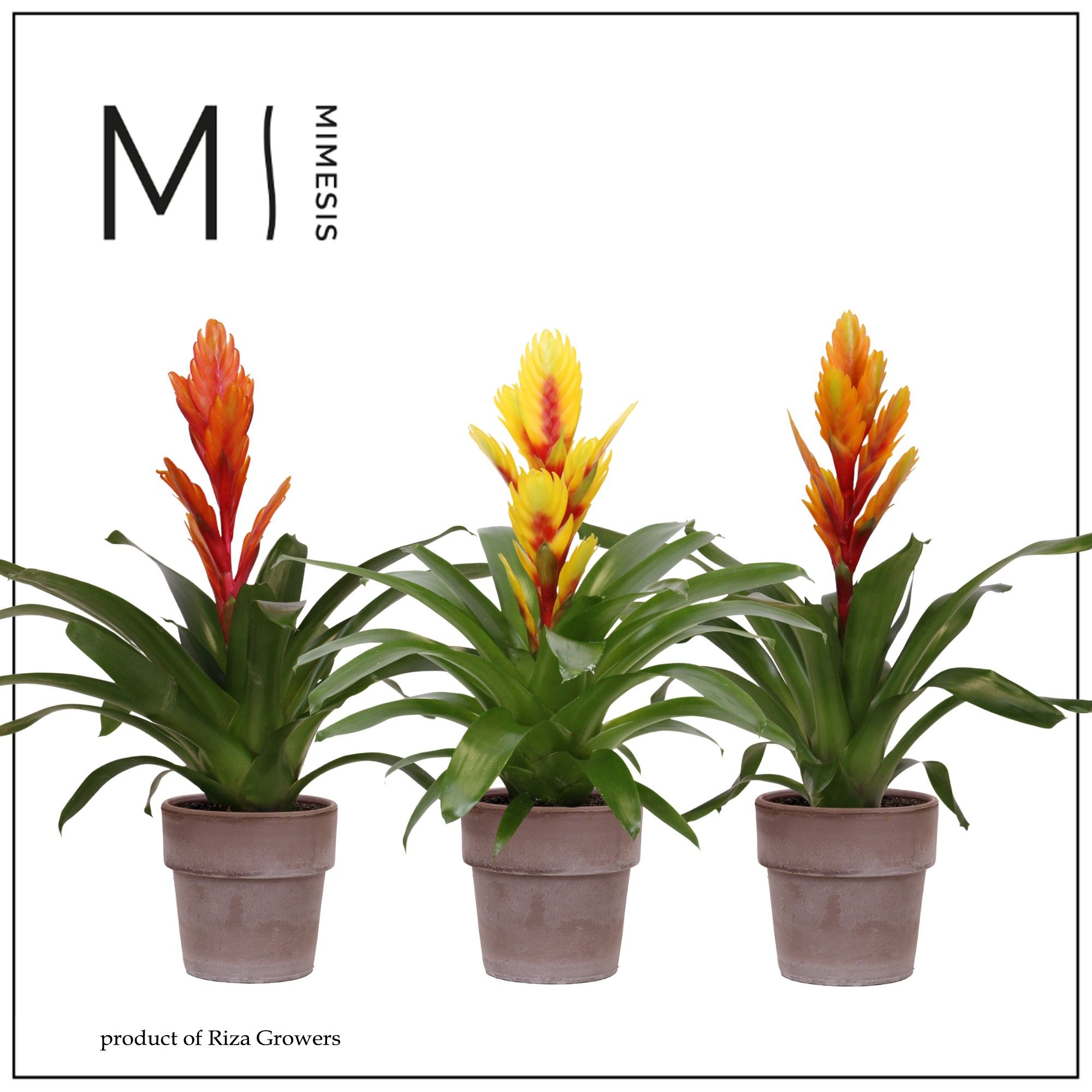 Vriesea Nature - 12cm in Toscana | Mimesis, D 12