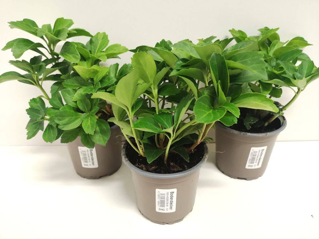 Pachysandra terminalis, D 11