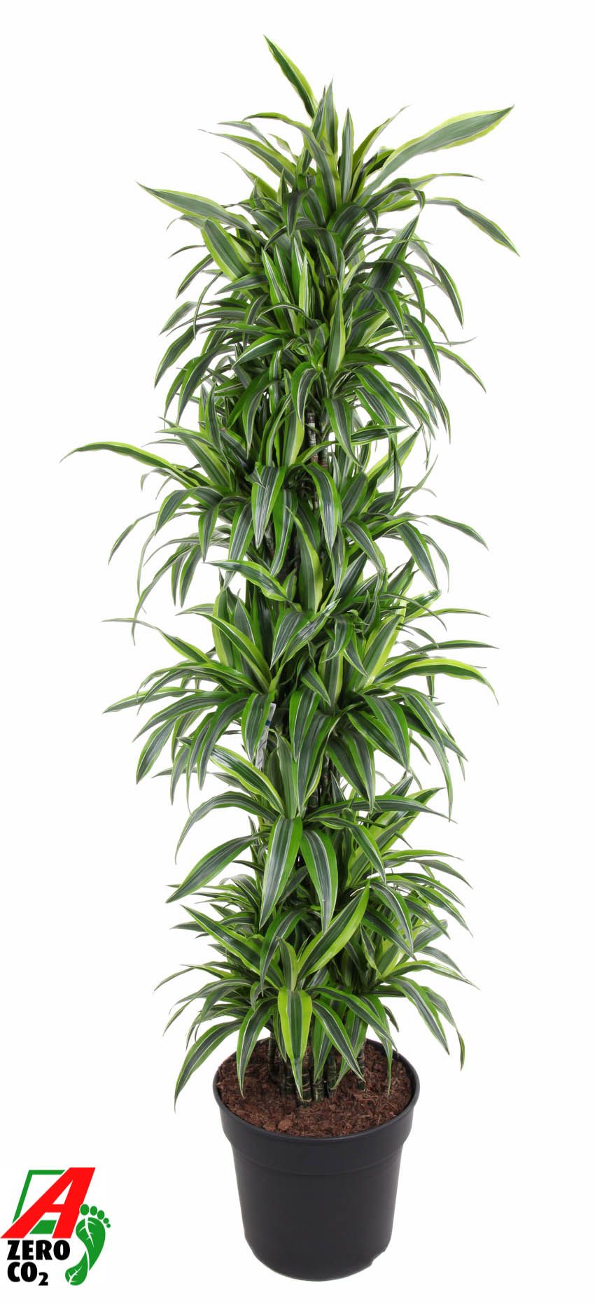 Dracaena Lemon Lime vertakt P40, D 40