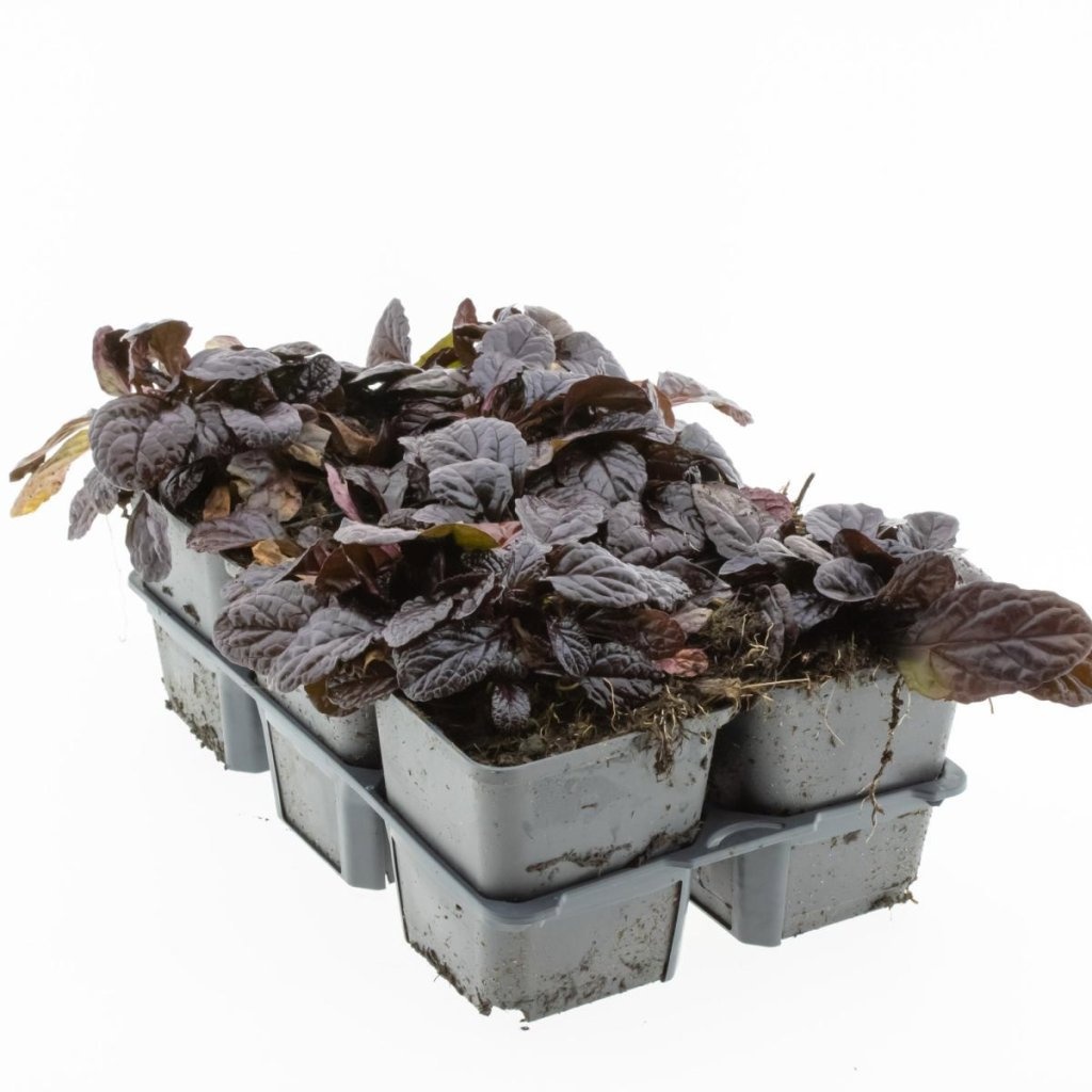 Ajuga reptans 'Atropurpurea', D 9