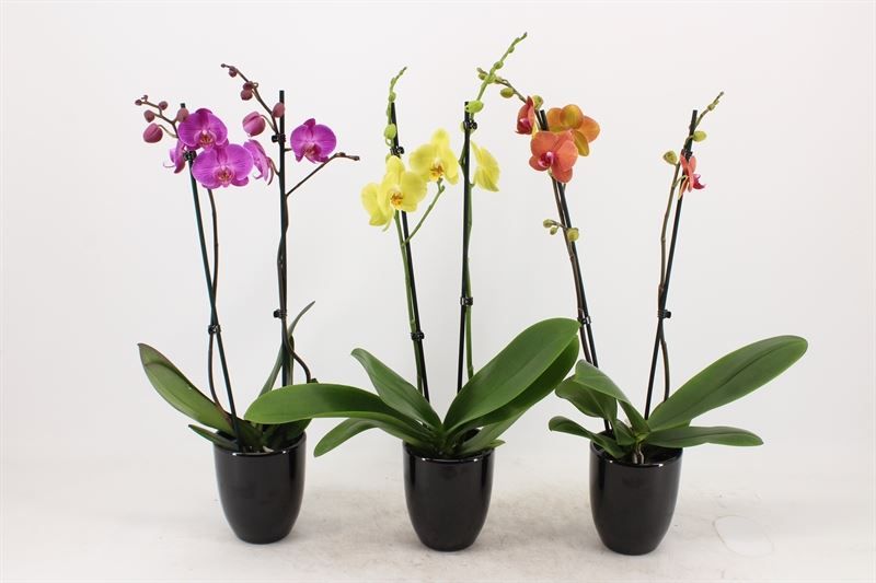 Hugo p12 black Phal mix 2T14+, D 12
