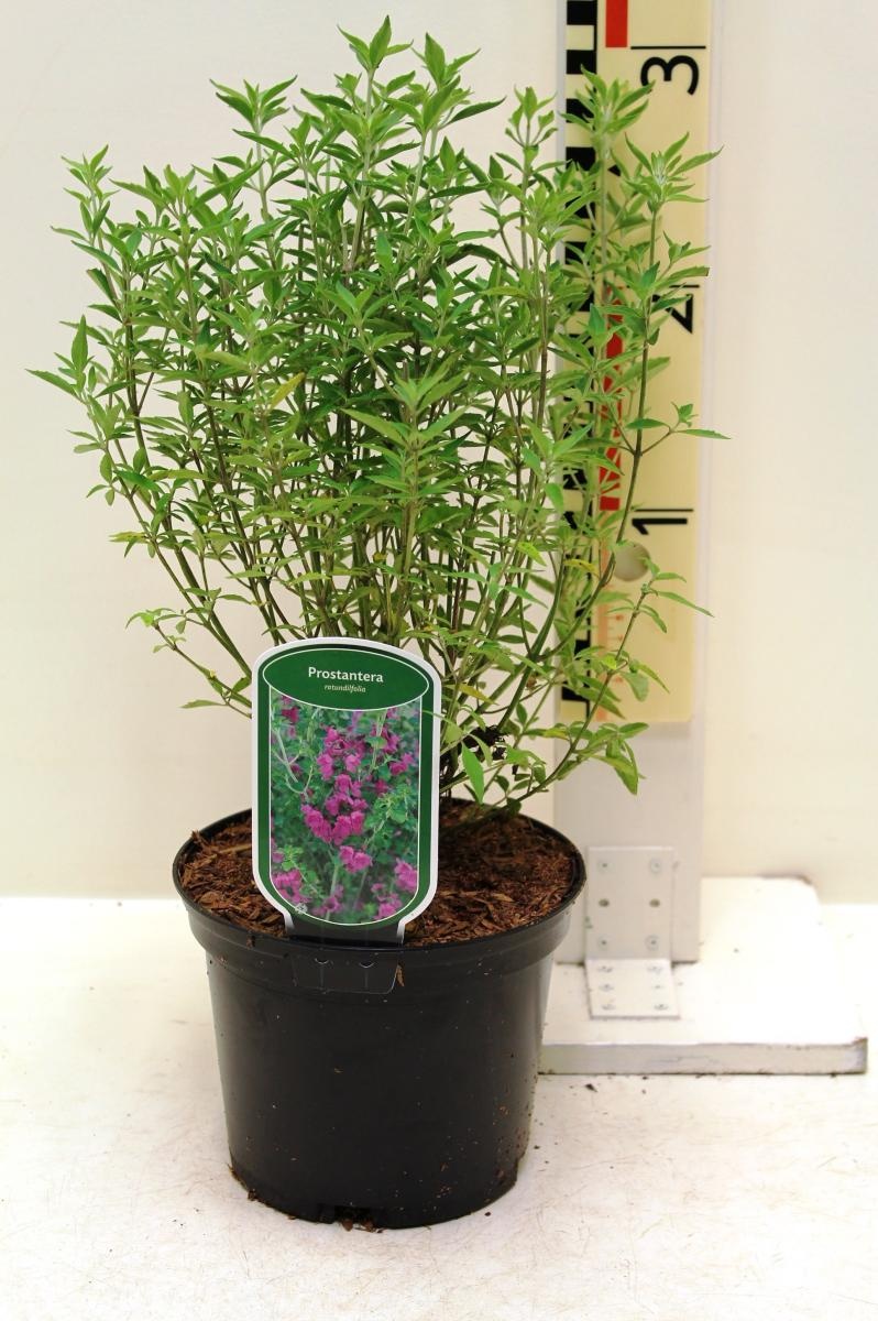 Prostanthera rotundifolia, D 17