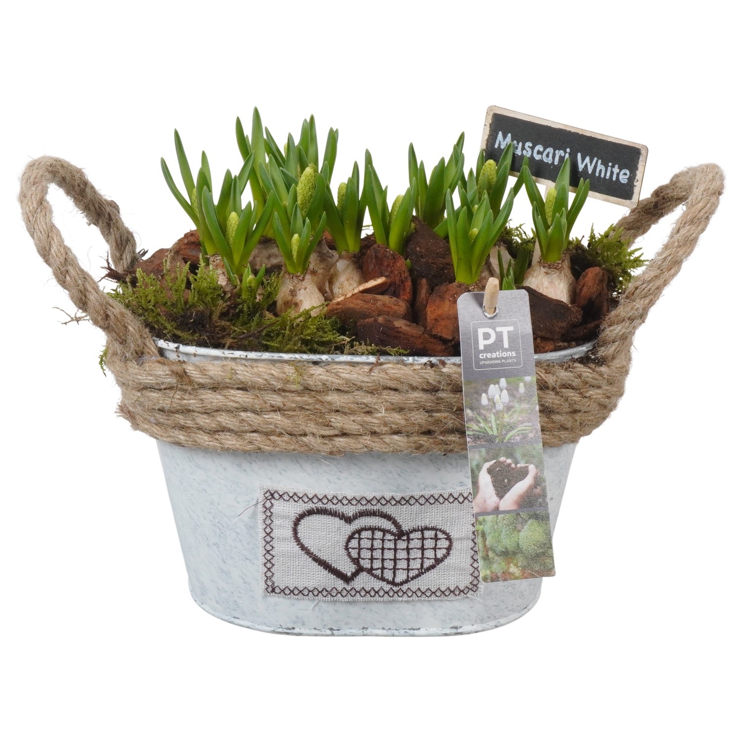 PTWMB8123 Arrangement Muscari White in metalen bak, D 20