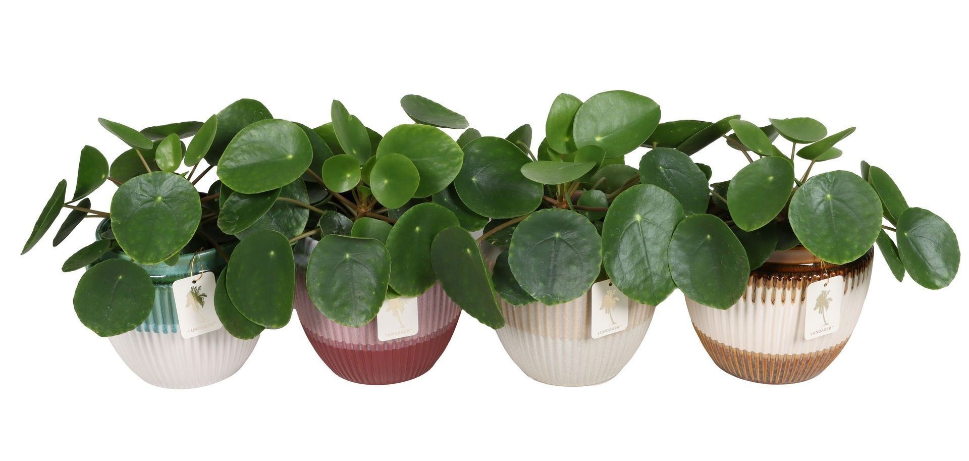 L 67372 With Pilea Peperomioides Mix 12 cm, D 12