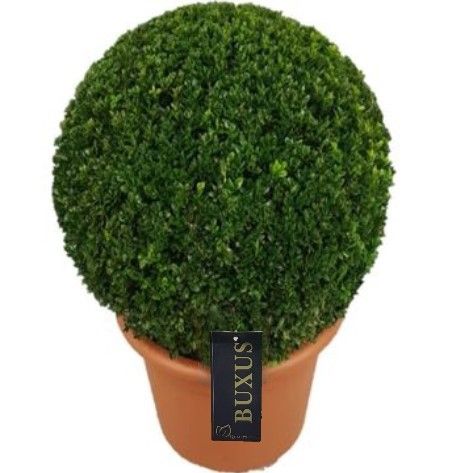 Buxus sempervirens Bol  p30 (t) 40-45 ©, D 30