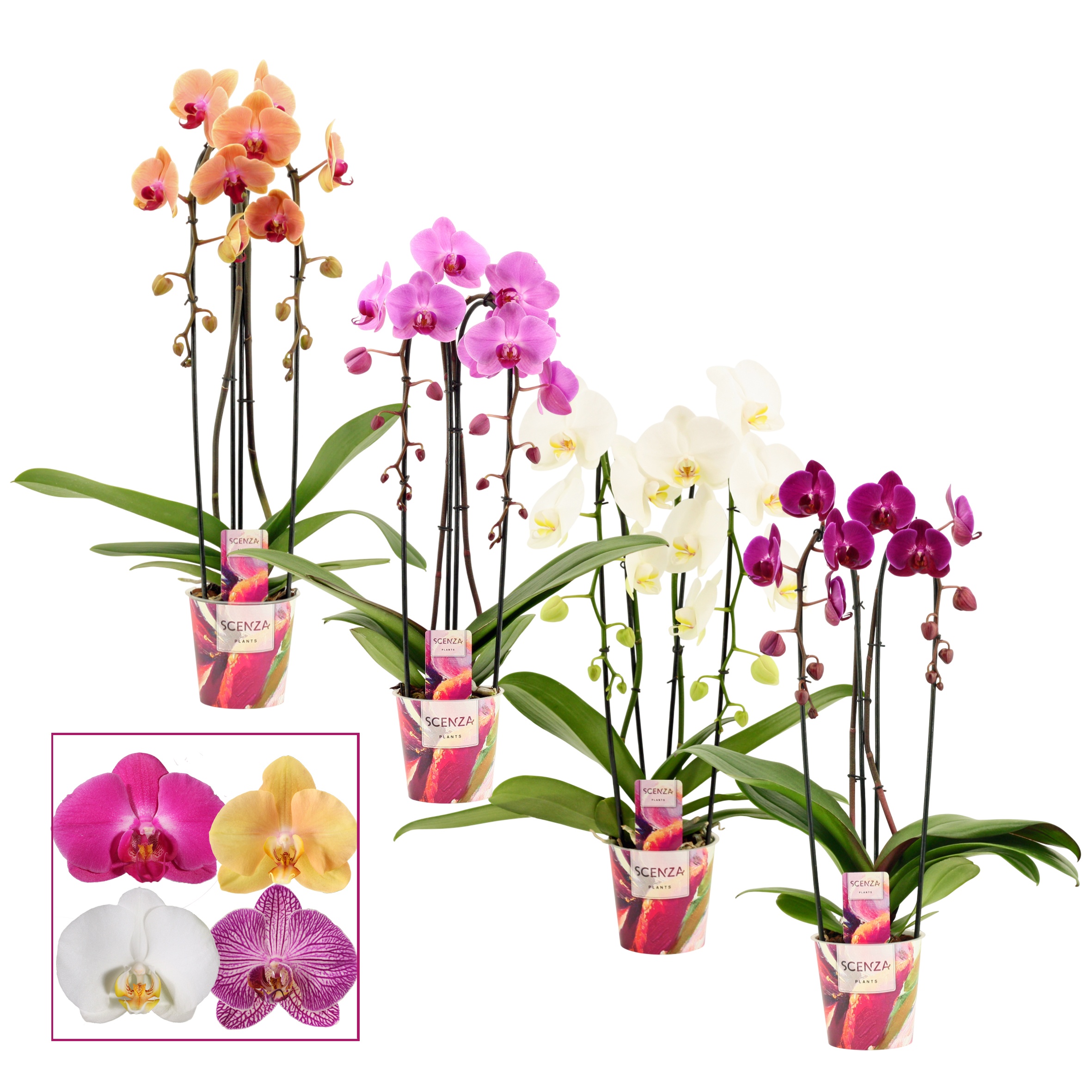 Phalaenopsis cascade 2 tak mix (Scenza), D 12