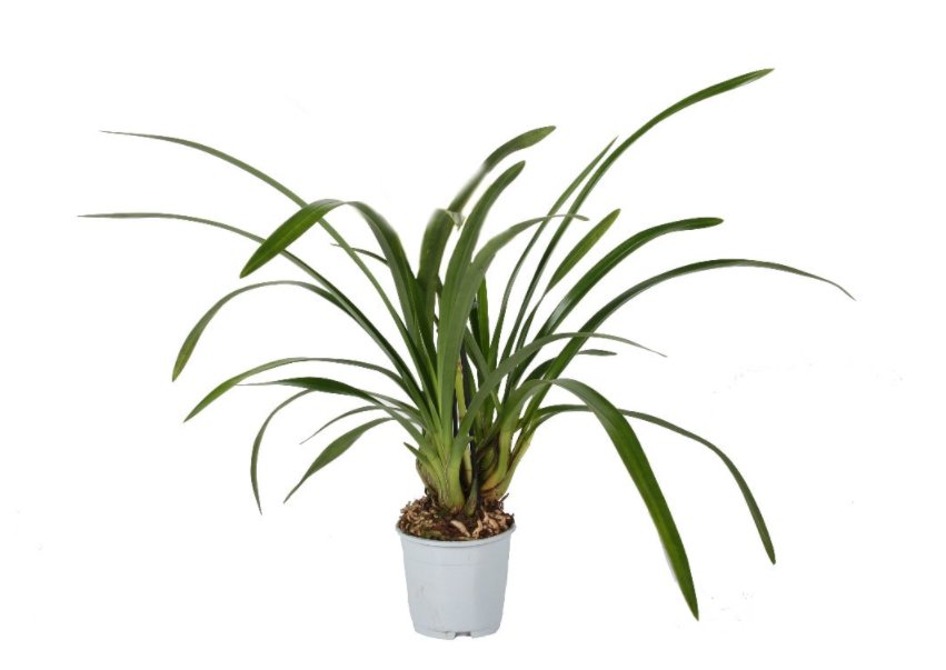 Cymbidium P14, Halfwas, D 14