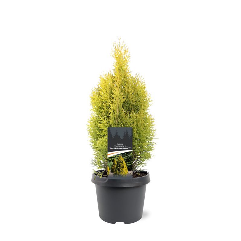 Thuja occidentalis 'Golden Smaragd' (pbr), D 19
