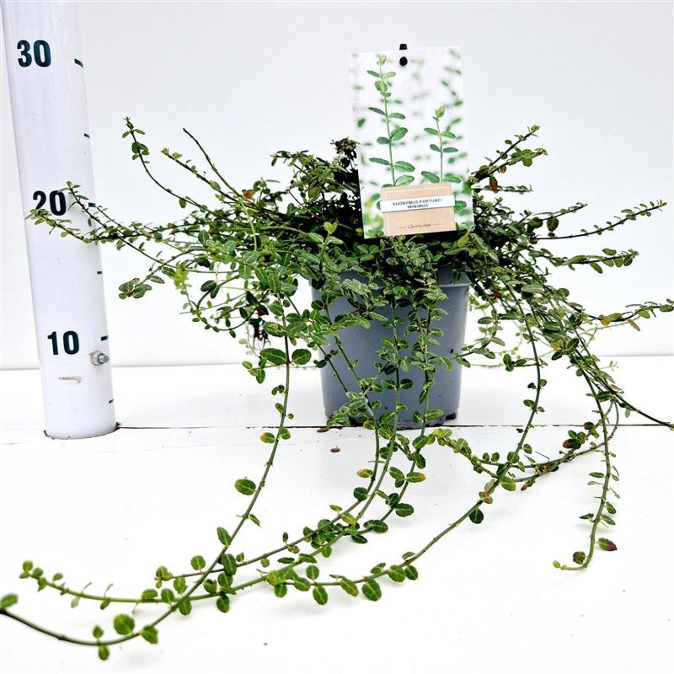 Euonymus fort. 'Minimus', D 15