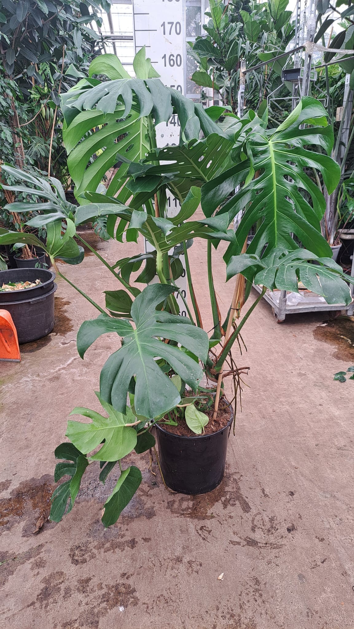Monstera deliciosa 150, D 35