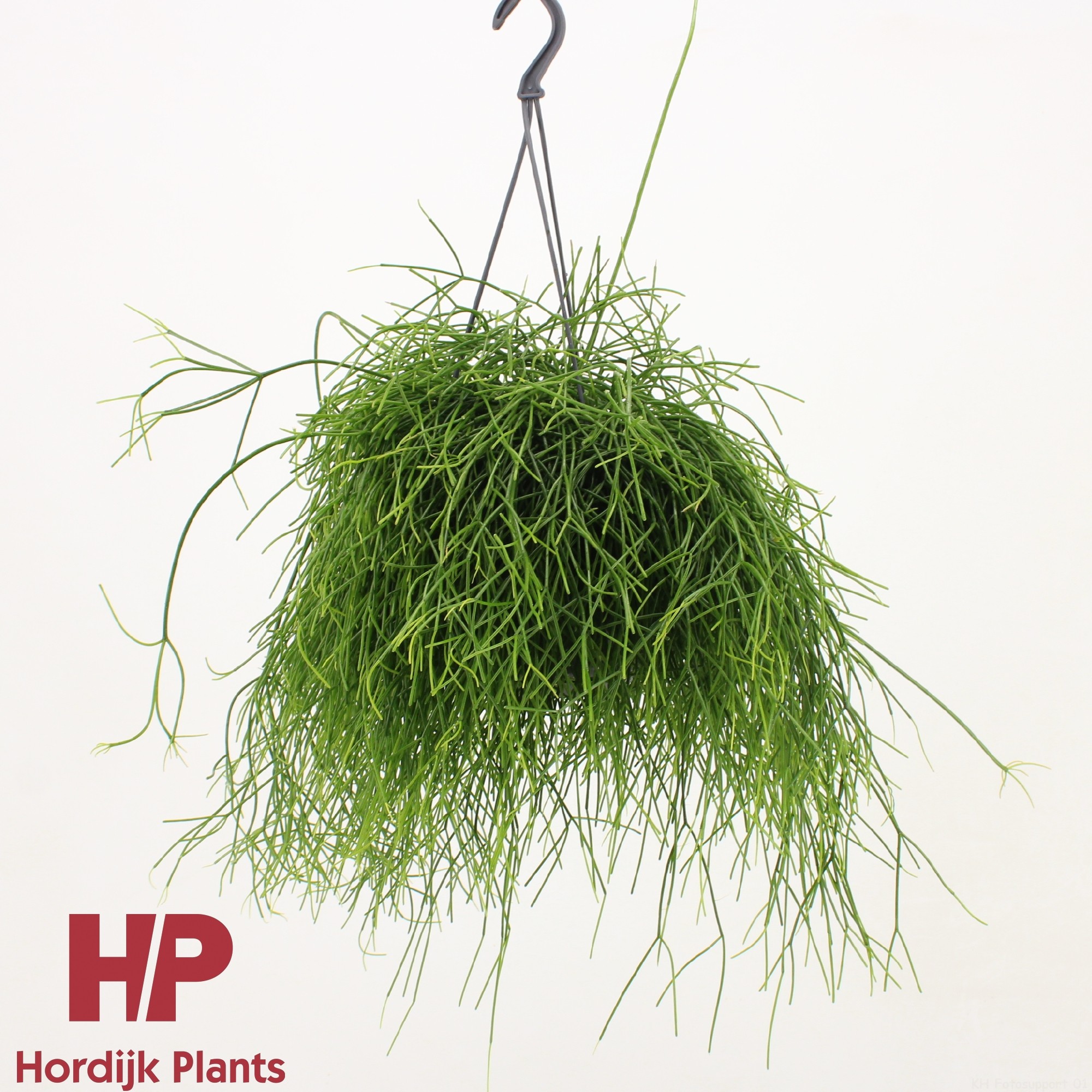 Rhipsalis baccifera 'Oasis', D 15