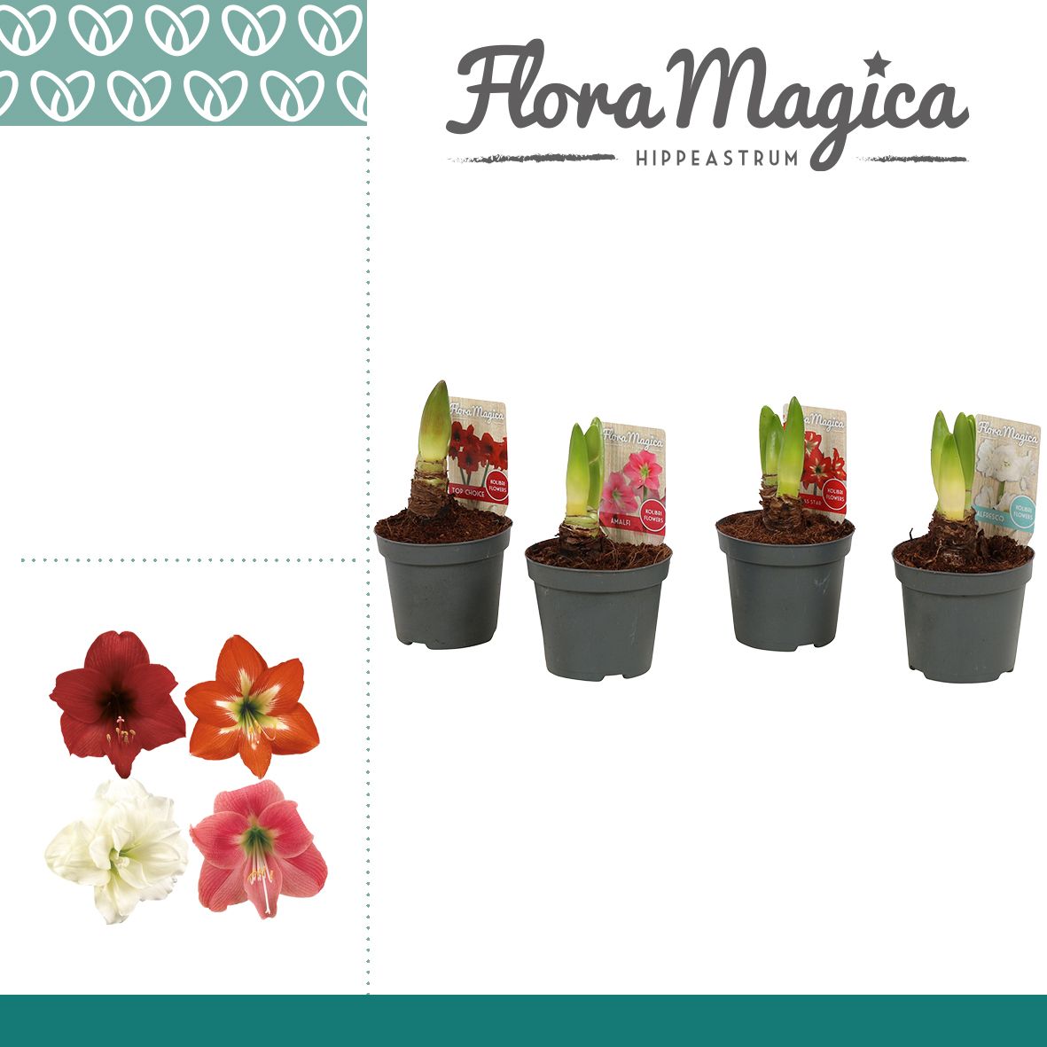 Amaryllis Kolibri Mix 1 Knop, D 9