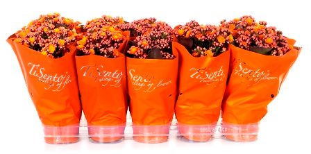 Calandiva 12 cm Oranje in oranje, D 12