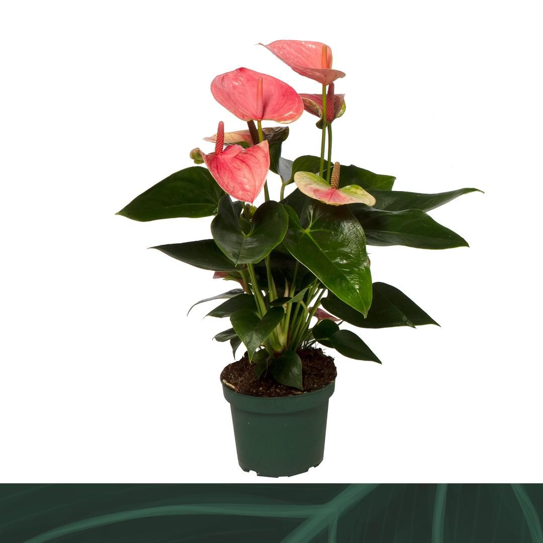 Anthurium Sweet Dream 12cm, D 12