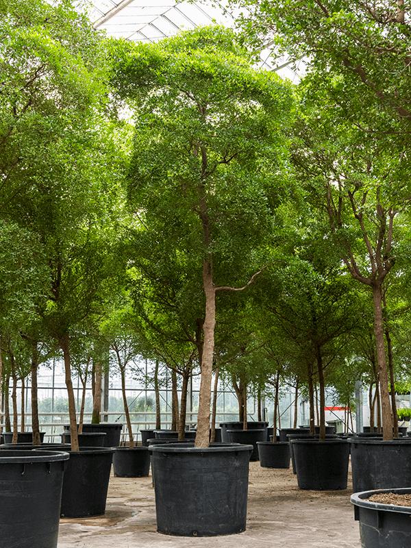 Bucida buceras 'Shady Lady' (500-600), D 120