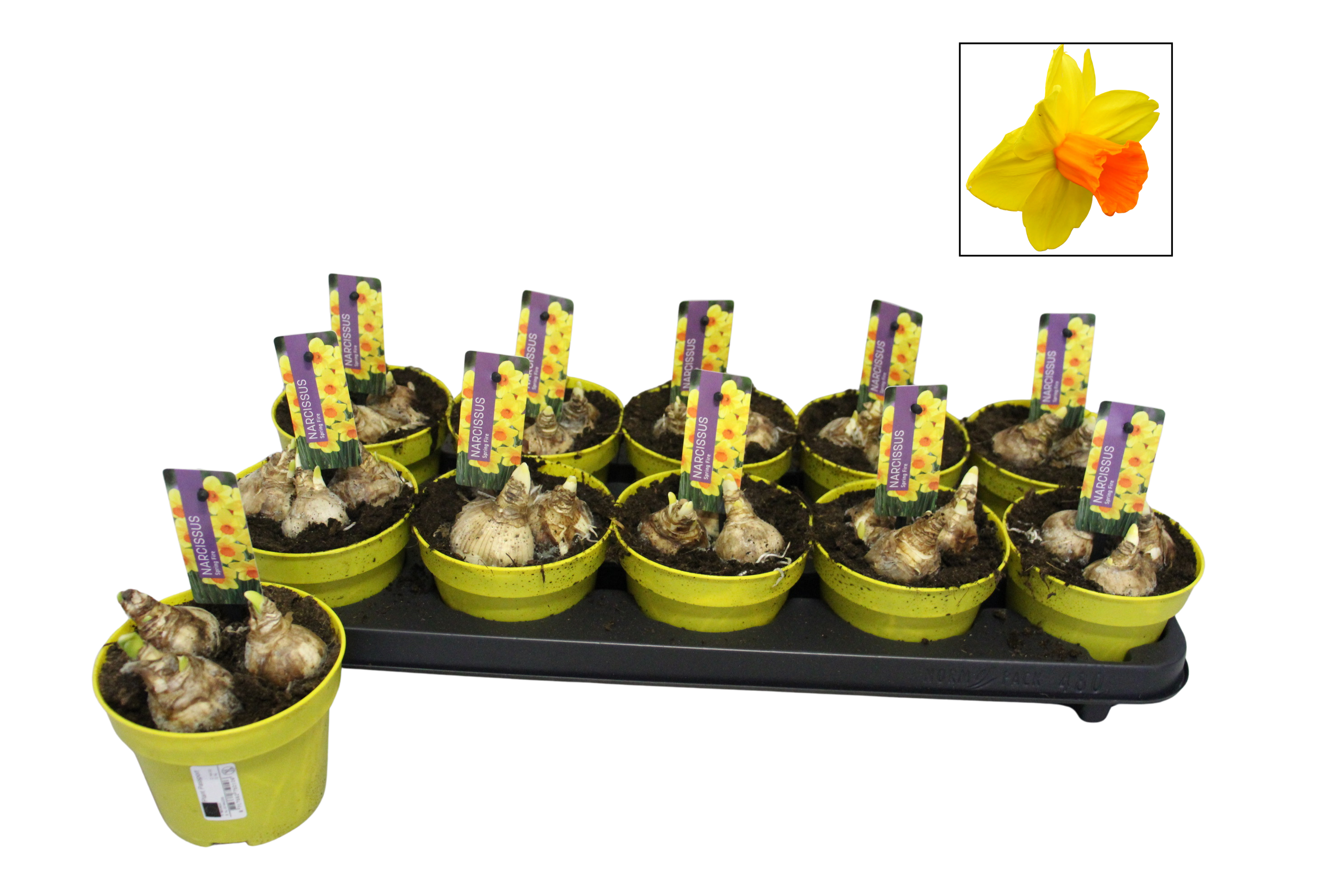 Narcissus P12 Spring Fire, D 12