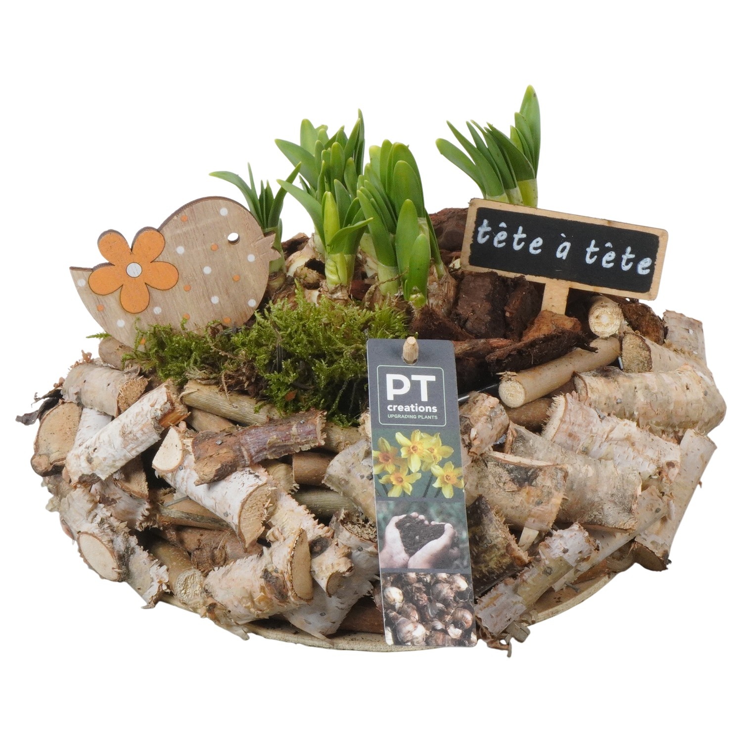 PTN8694 Arrangement Narcissus in houten bak, D 23