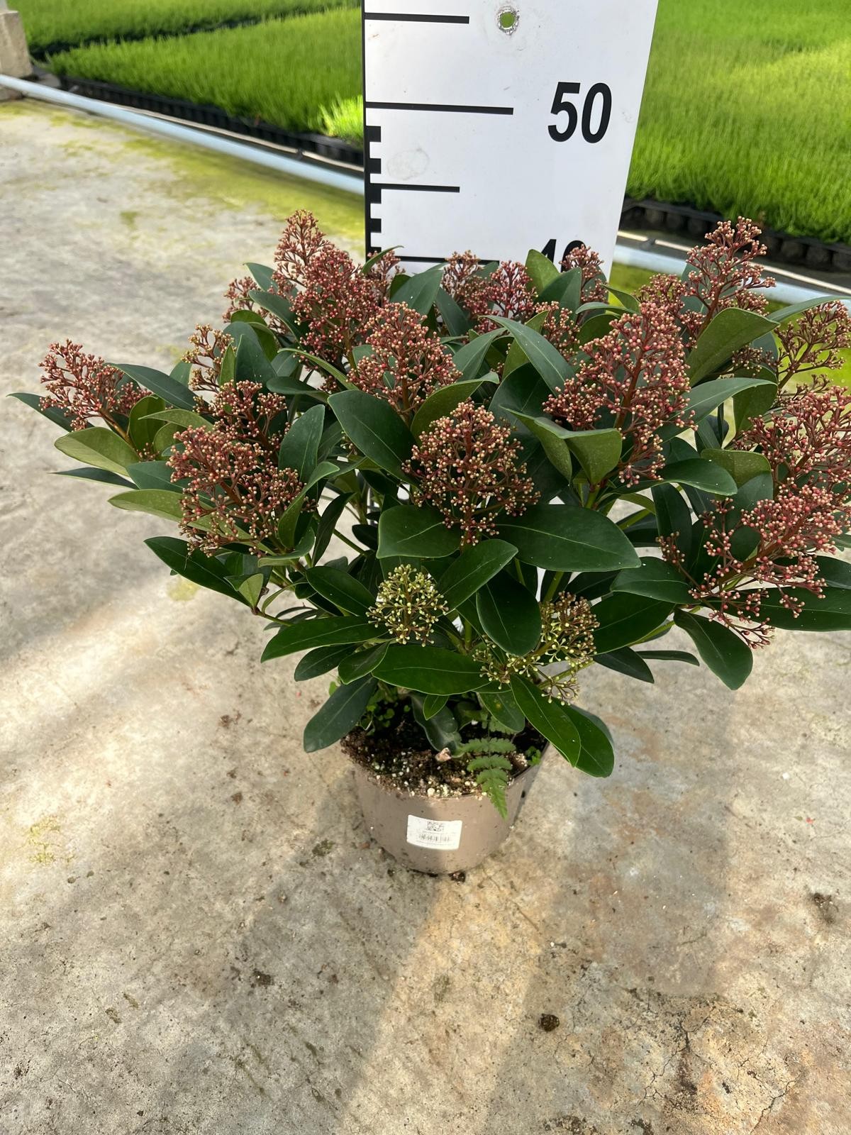 814 VF : Pot 17 cm Skimmia Japonica Rubella, D 17
