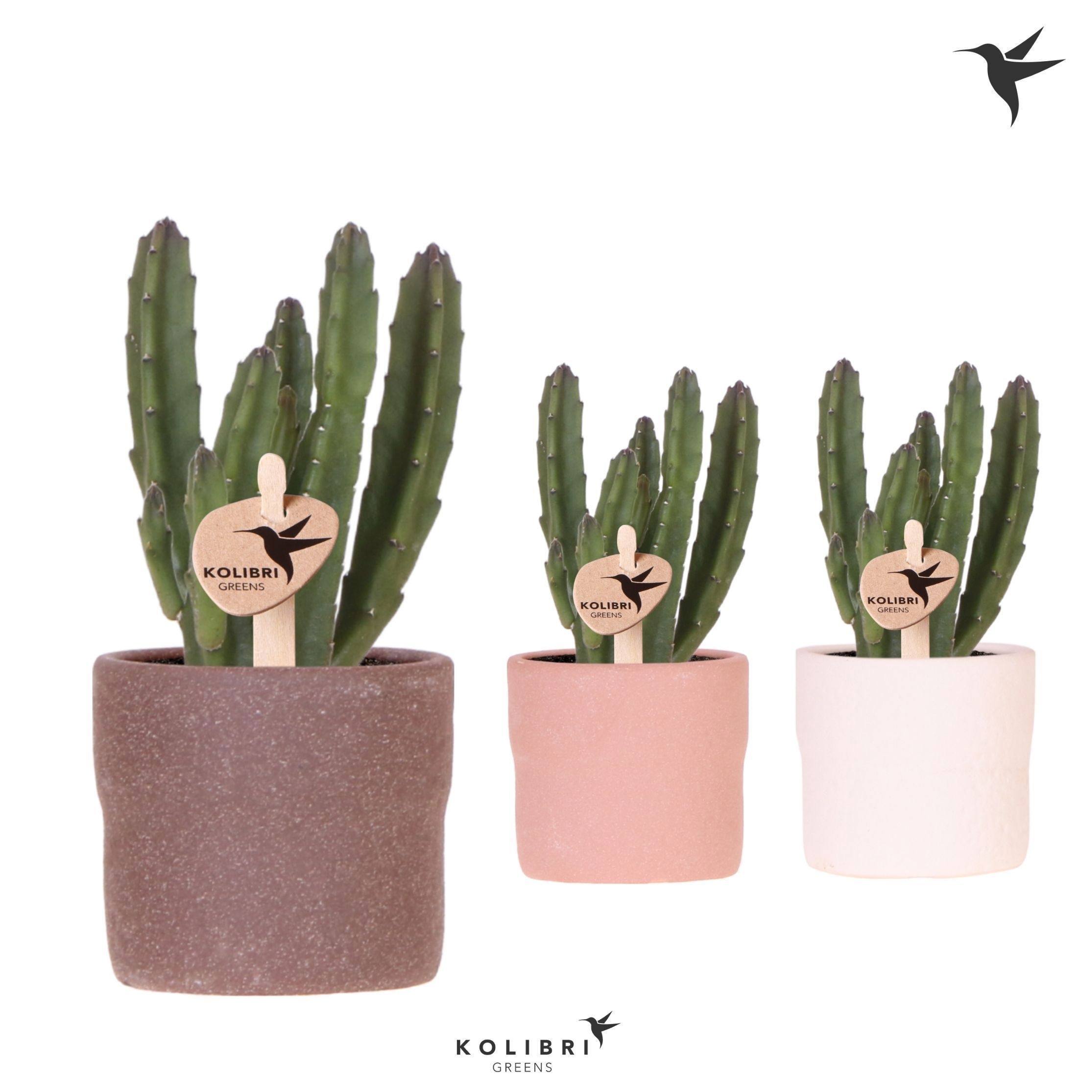 Kolibri Greens Stapelia Leendertziae in Rustic pot mix, D 6