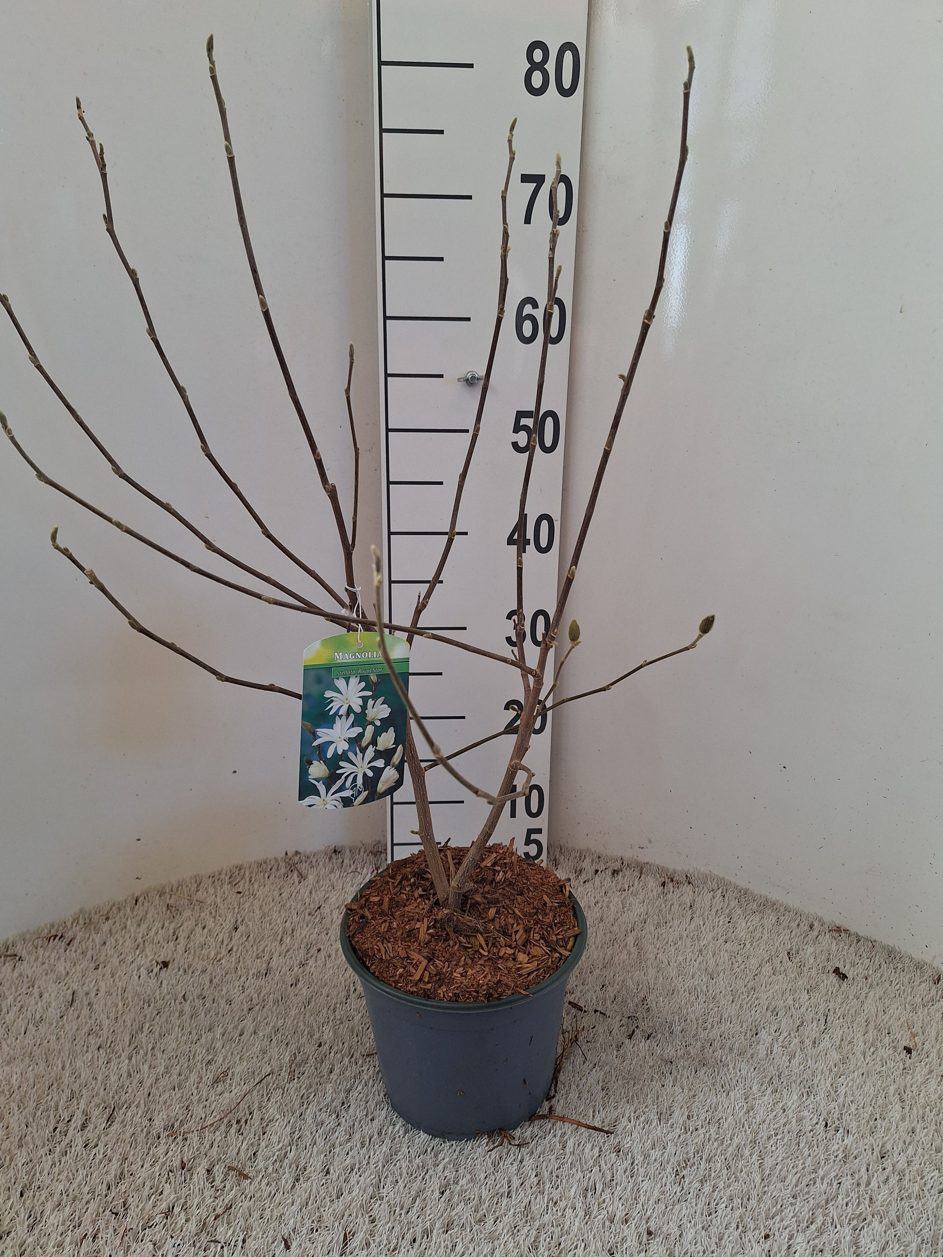 Magnolia stellata 'Royal Star', D 19
