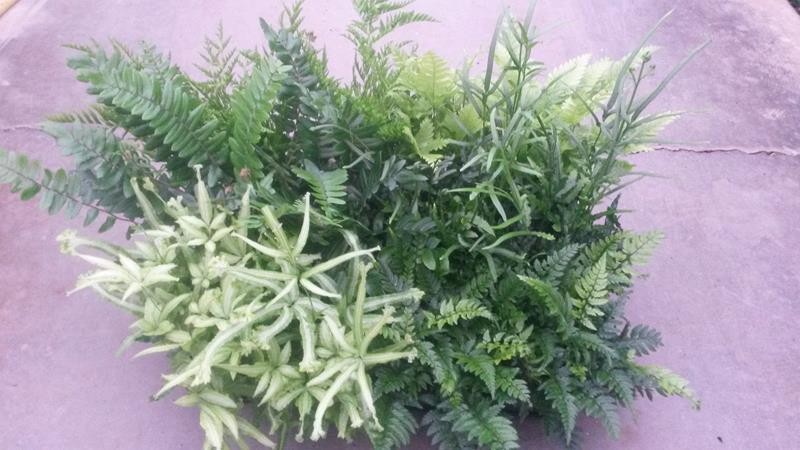 PTERIS CRETICA 'Mix', D 9