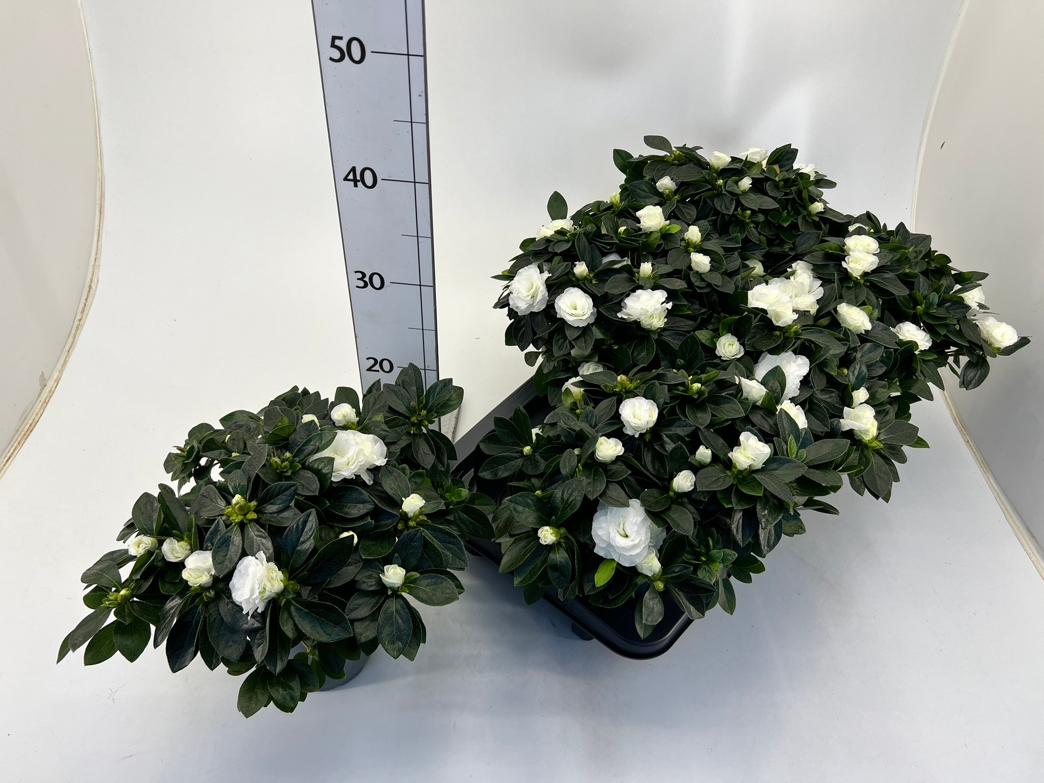 Rhododendron simsii T13 Aiko white, D 13