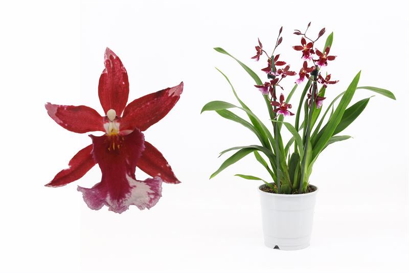 Barrocco Red 2T12+ compact, D 12