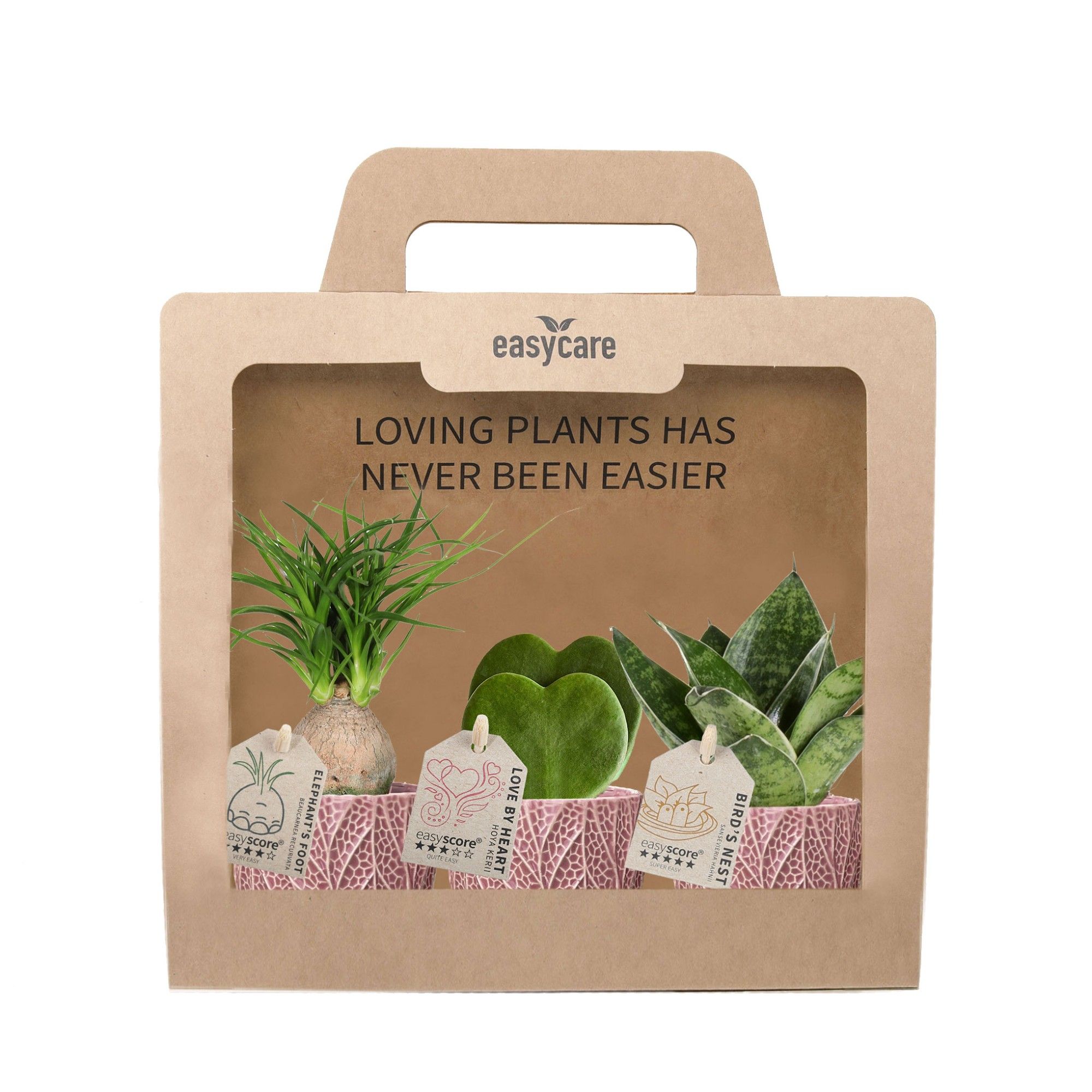3-Pack Leaf Rosa, D 7